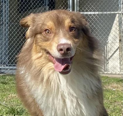 Enlarge Wally, a ADOPTABLE Australian Shepherd in Honeoye Falls, NY image 1/2