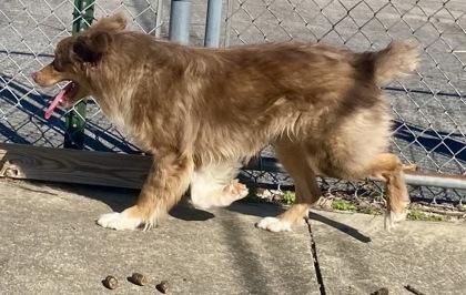 Enlarge Wally, a ADOPTABLE Australian Shepherd in Honeoye Falls, NY image 2/2