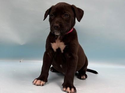Chocolate Chip, Adoptable, Puppy Female Labrador Retriever & Mixed Breed.