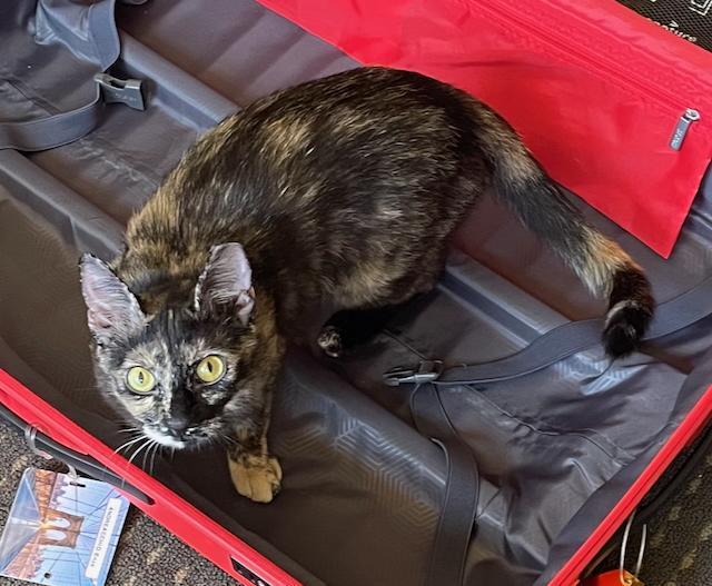Tessa, Adoptable, Young Female Domestic Short Hair.