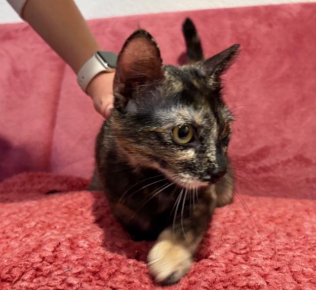 Tessa, a Adoptable Domestic Short Hair in Palo Alto, CA image 2/3