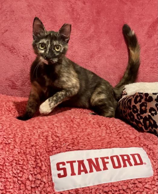 Tessa, a Adoptable Domestic Short Hair in Palo Alto, CA image 3/3