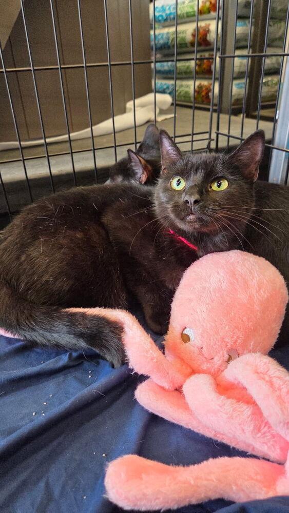 Mama Millie, Adoptable, Young Female Domestic Short Hair.