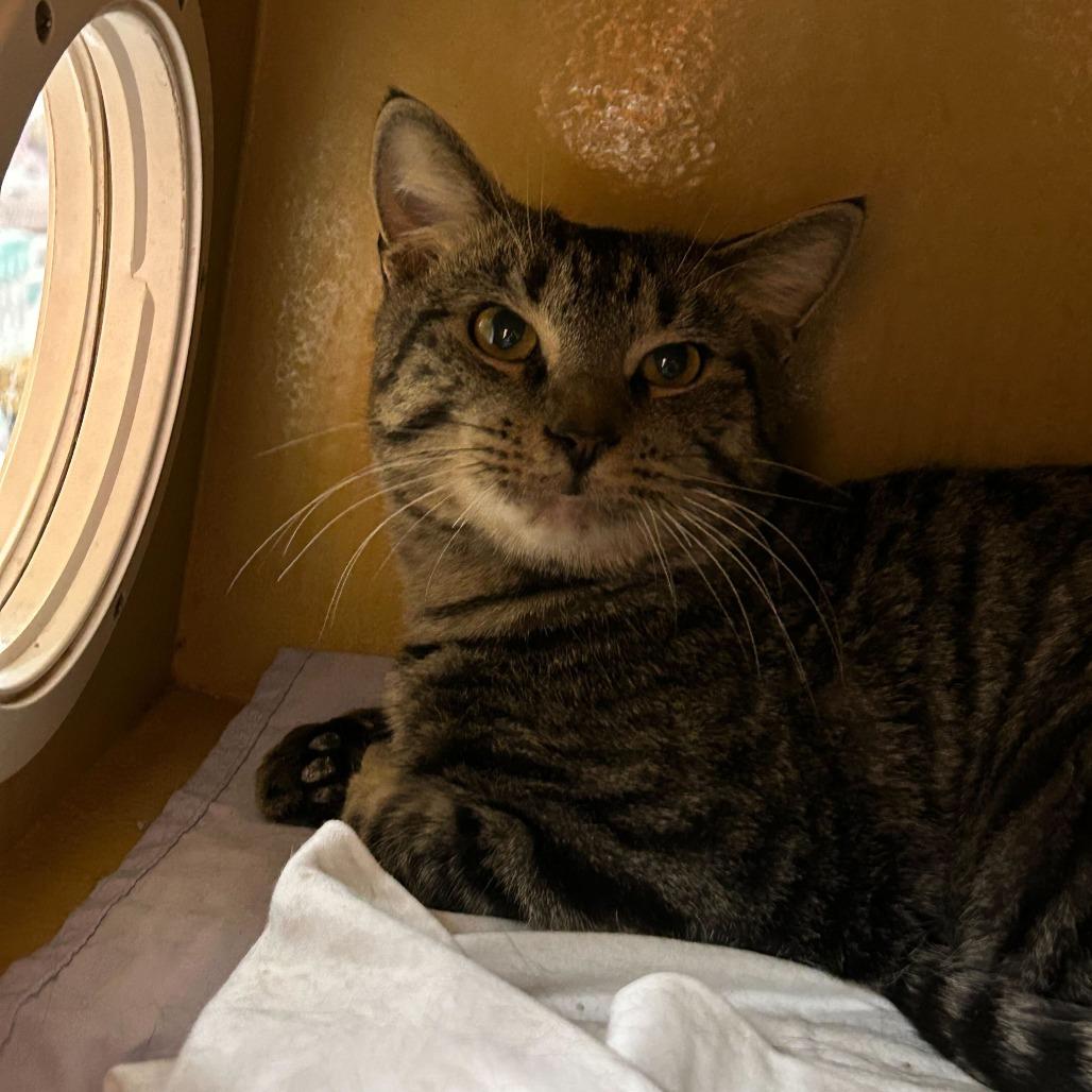 Enlarge Rory, a Adoptable Domestic Short Hair in Philadelphia, PA image 2/5