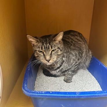 Enlarge Rory, a Adoptable Domestic Short Hair in Philadelphia, PA image 3/5