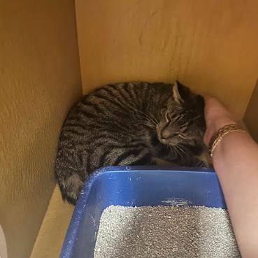 Enlarge Rory, a Adoptable Domestic Short Hair in Philadelphia, PA image 4/5