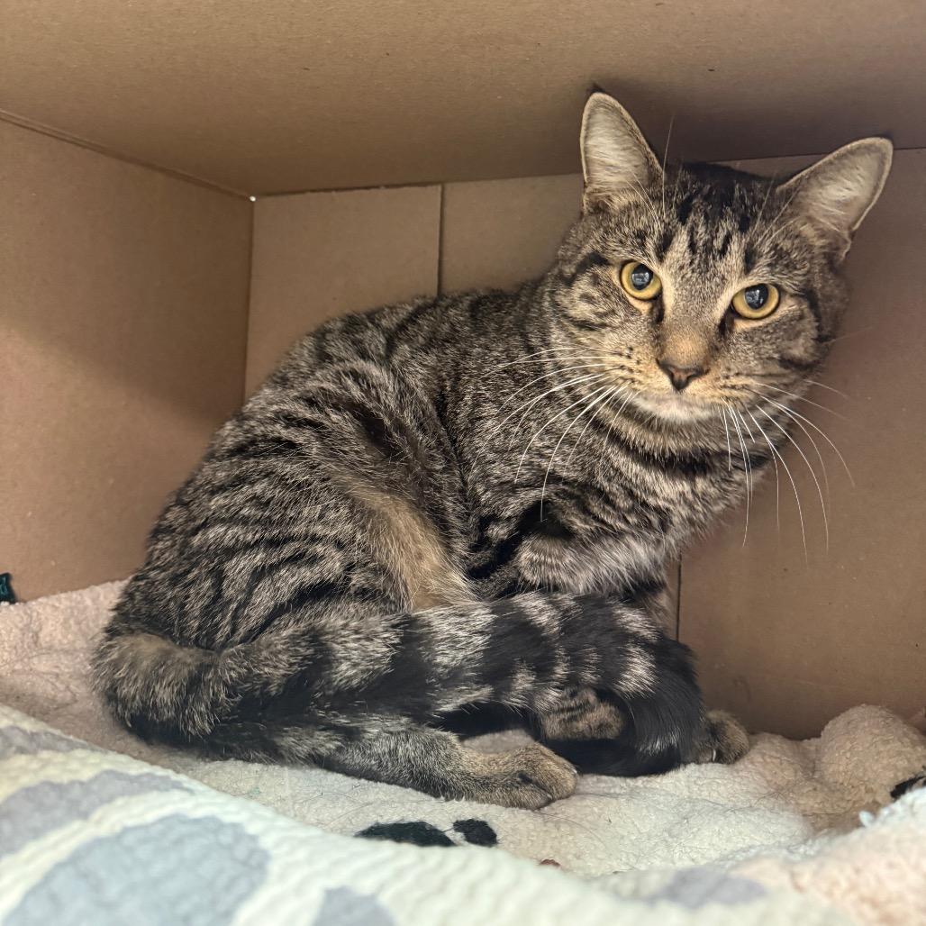 Enlarge Rory, a Adoptable Domestic Short Hair in Philadelphia, PA image 5/5