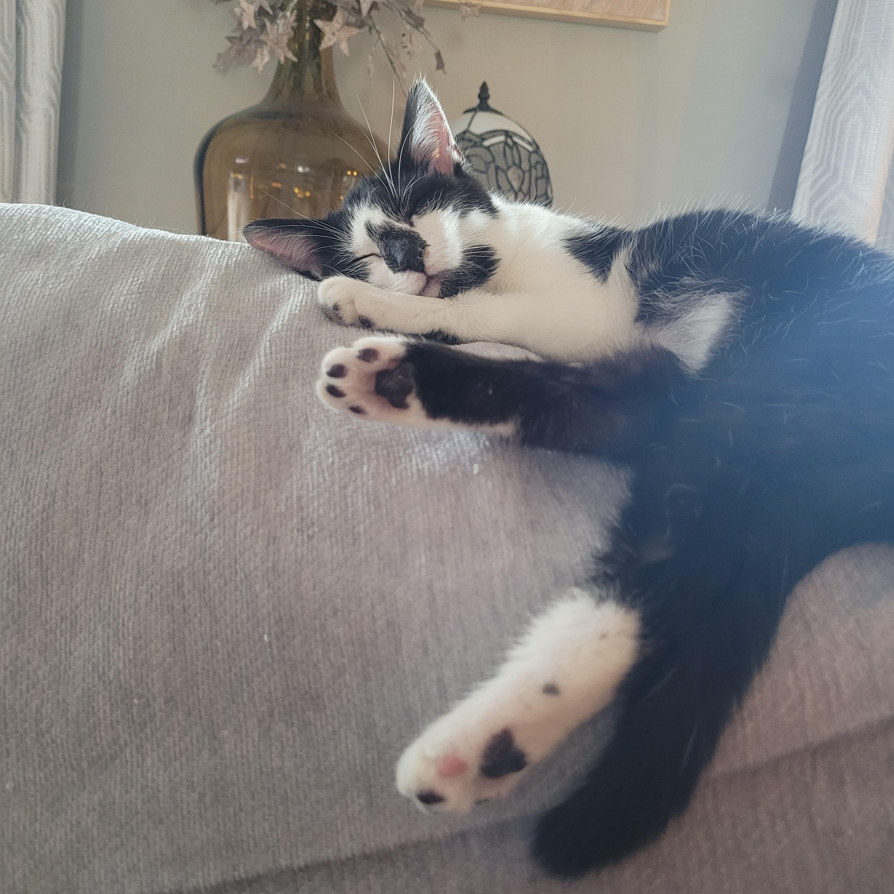 Thumbprint, an adopted Domestic Short Hair in Indianapolis, IN image 4/5