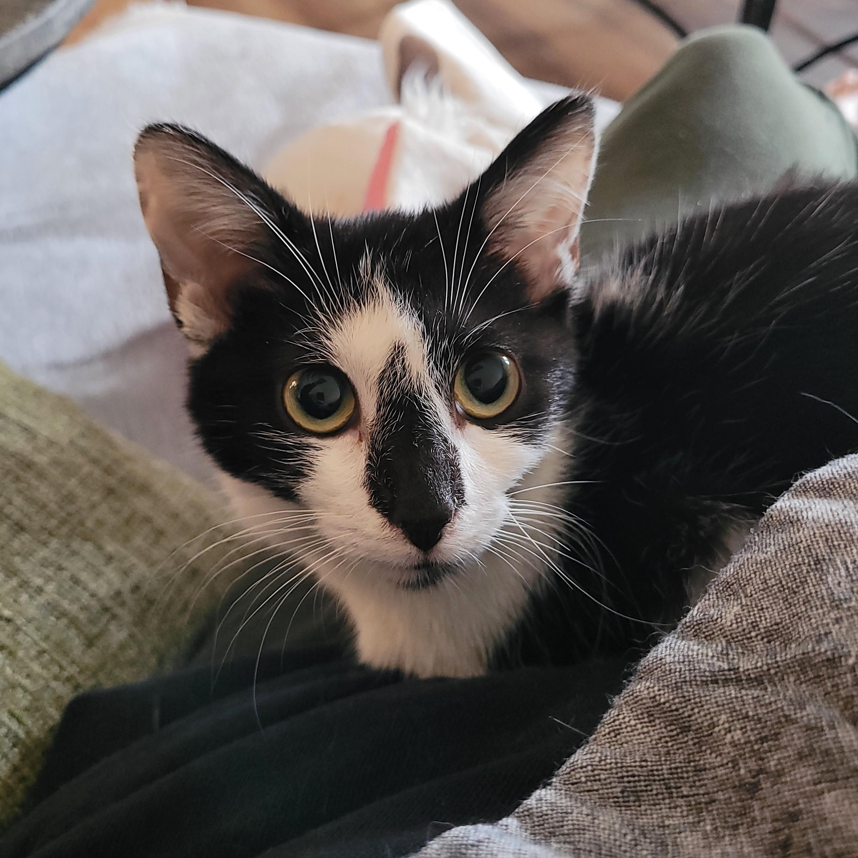 Thumbprint, an adopted Domestic Short Hair in Indianapolis, IN image 5/5