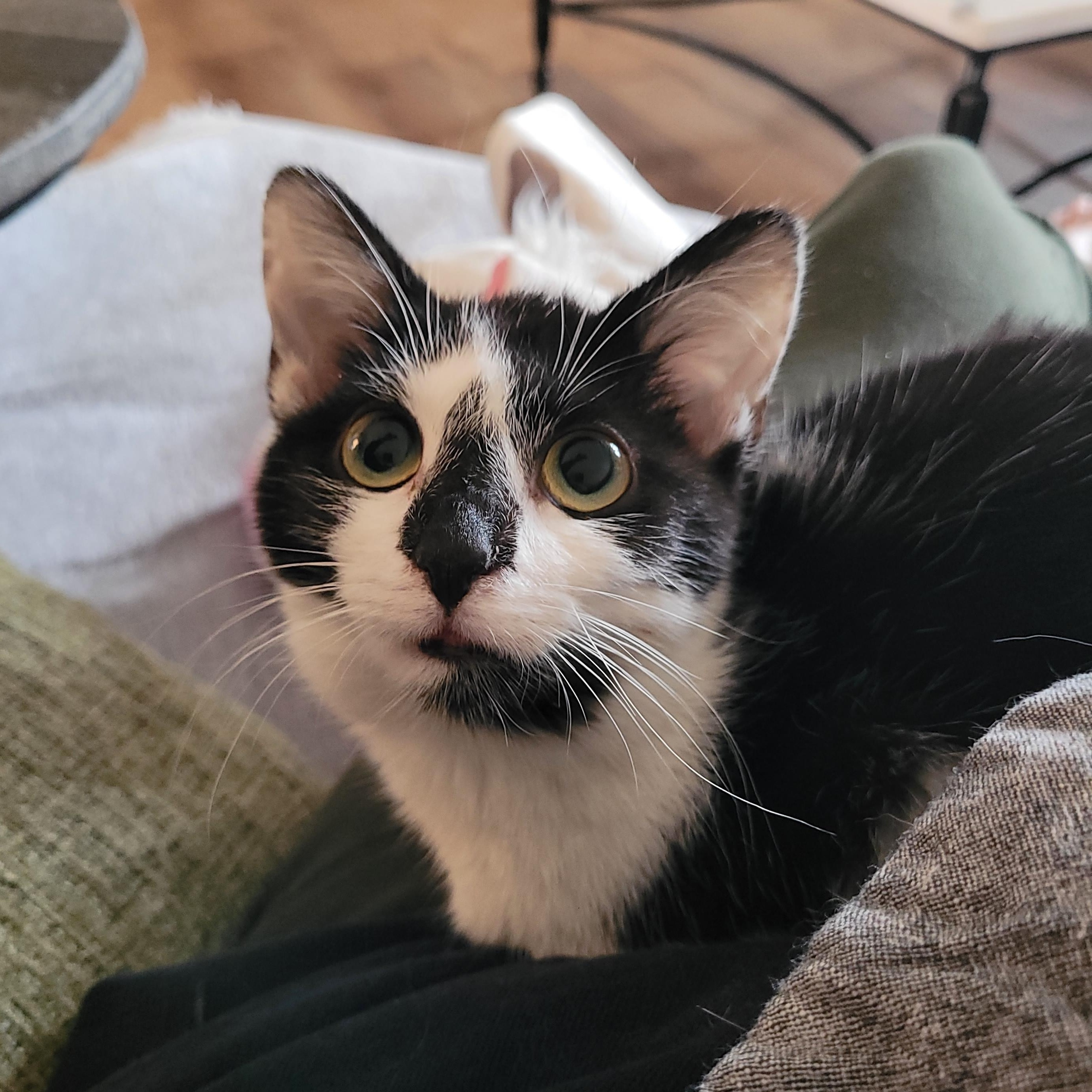 Thumbprint, adopted, Kitten Female Domestic Short Hair.