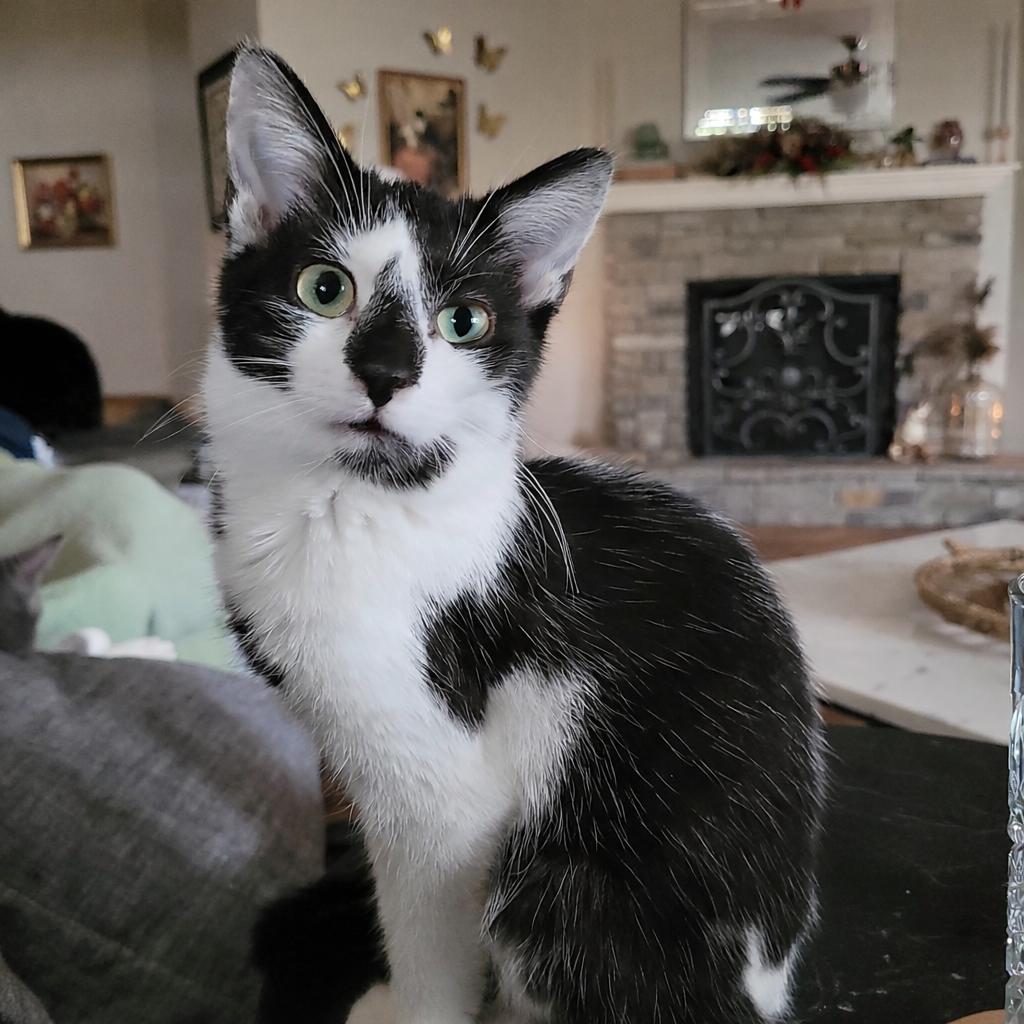 Thumbprint, an adopted Domestic Short Hair in Indianapolis, IN image 2/5