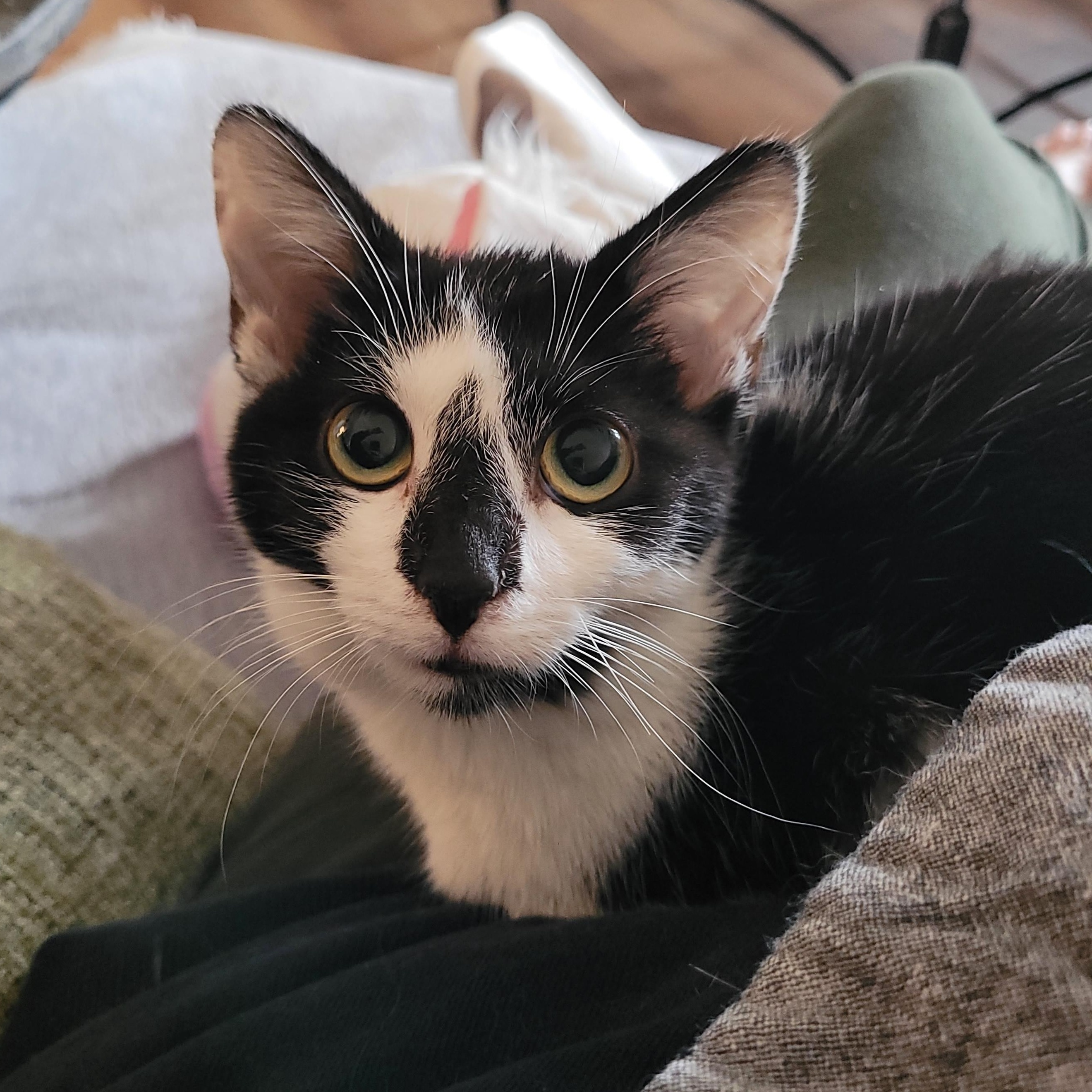 Thumbprint, an adopted Domestic Short Hair in Indianapolis, IN image 3/5