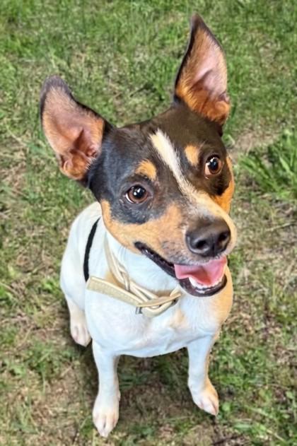 Milo, Adoptable, Adult Male Rat Terrier & Mixed Breed.