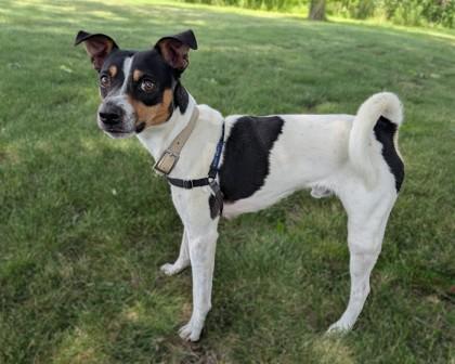Enlarge Milo, a Adoptable mixed breed in Baraboo, WI image 2/3