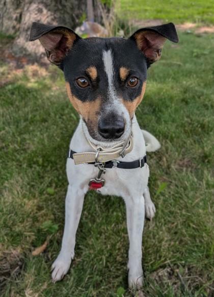 Enlarge Milo, a Adoptable mixed breed in Baraboo, WI image 3/3