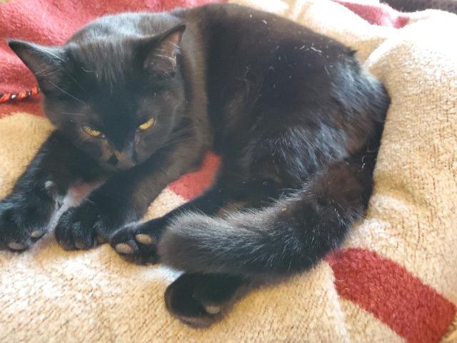 Aja, Adoptable, Adult Female Domestic Short Hair.