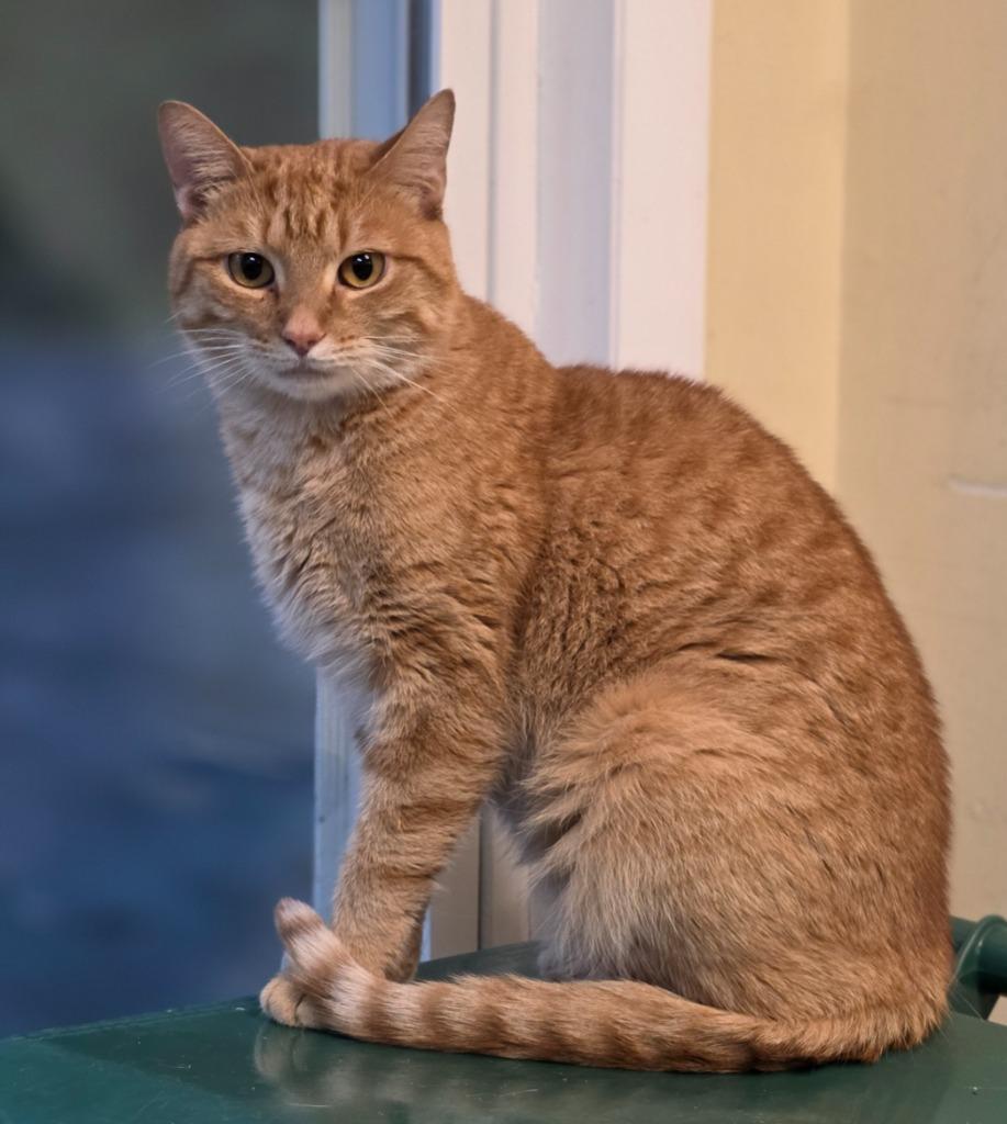 Ginger, Adoptable, Young Female Domestic Short Hair.