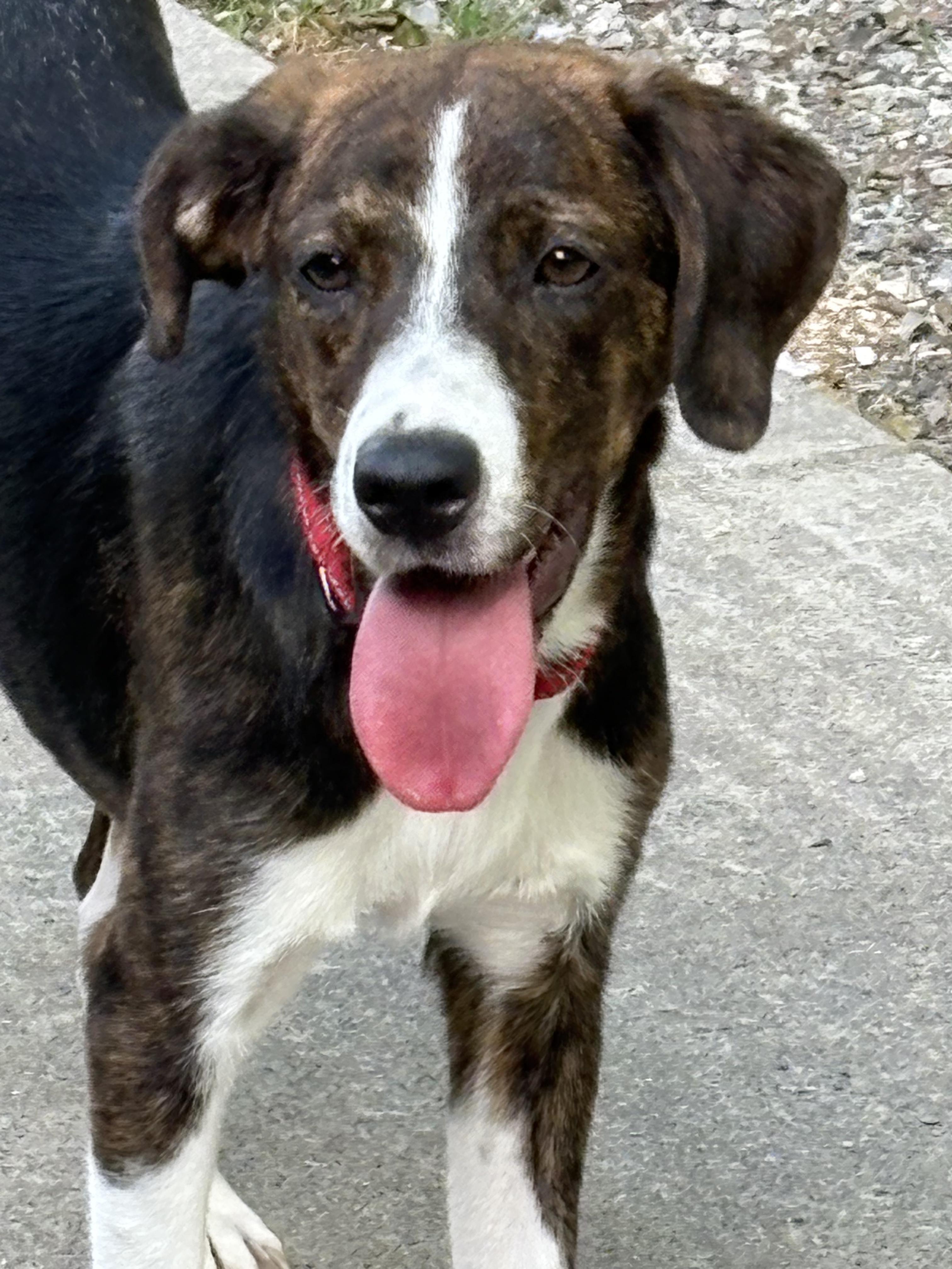Enlarge Della, an adopted mixed breed in Fincastle, VA image 2/2