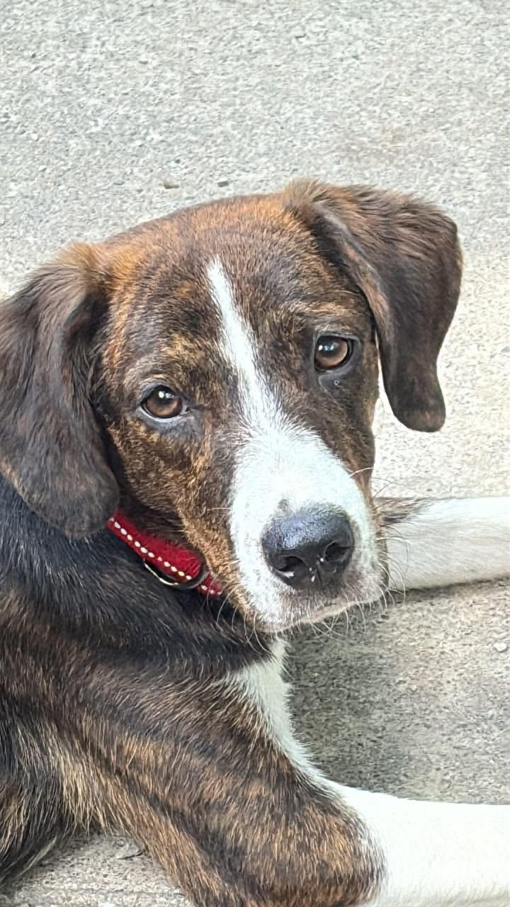Della, adopted, Adult Female Hound.