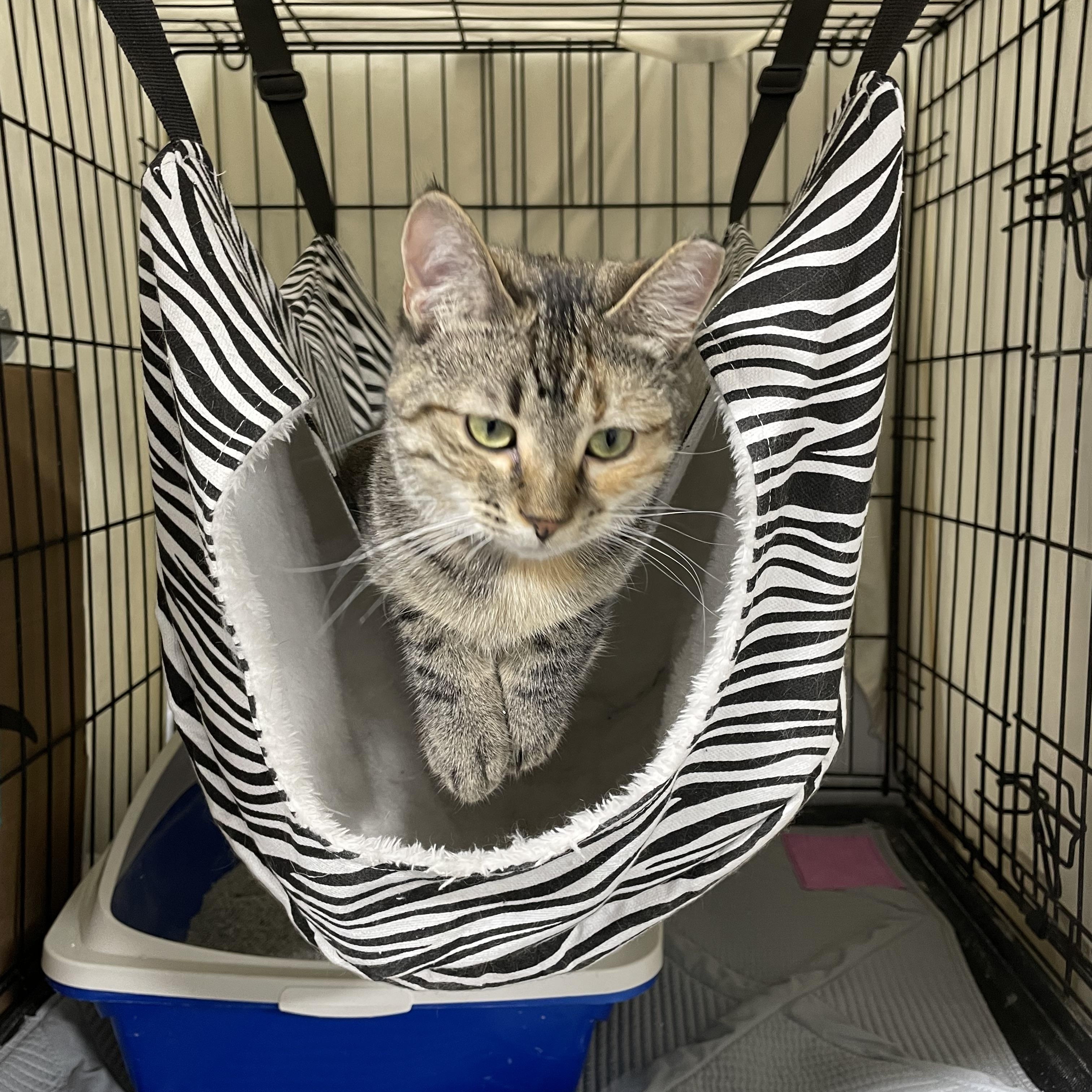 June Bug, an adoptable Tortoiseshell in Le Mars, IA, 51031 | Photo Image 1