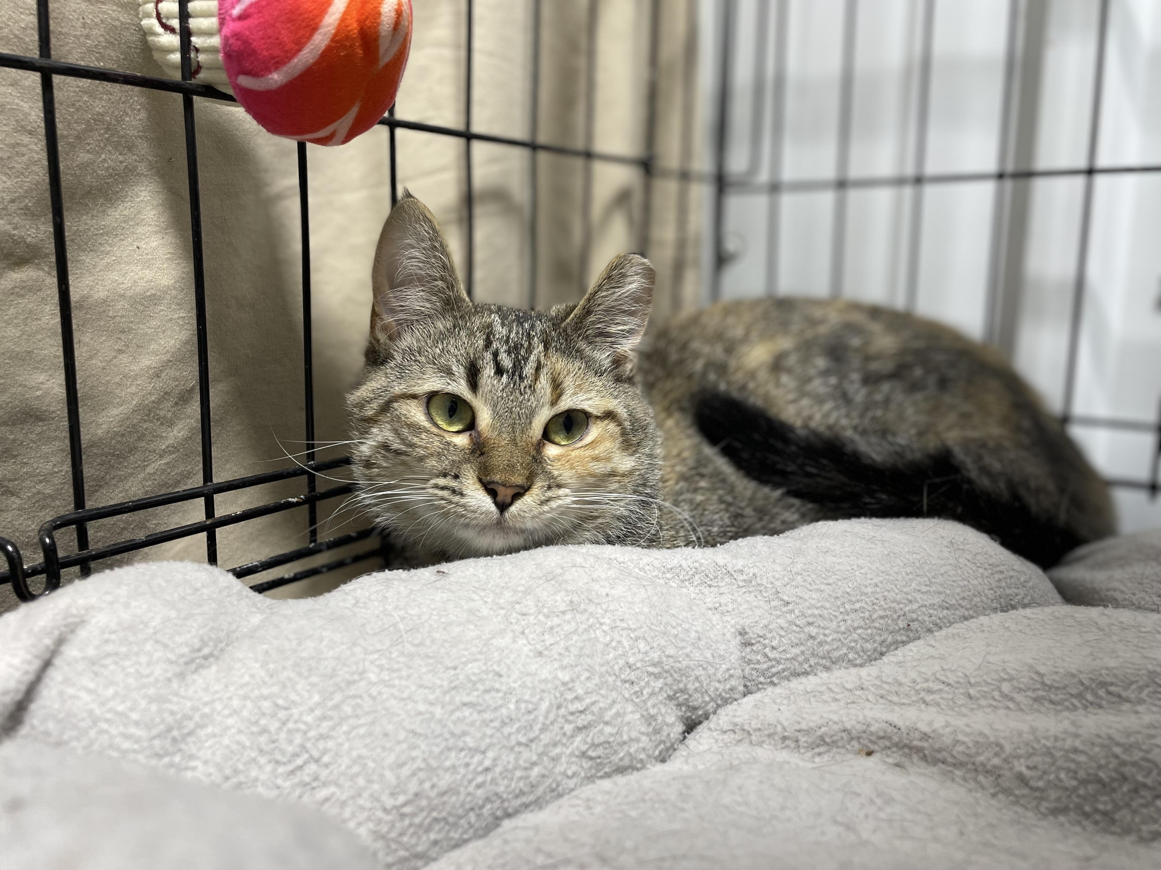 June Bug, an adoptable Tortoiseshell in Le Mars, IA, 51031 | Photo Image 3