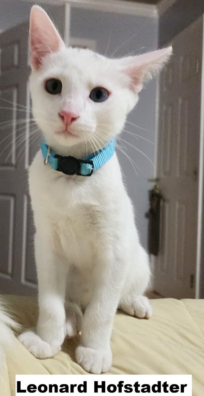 Leonard, Adoptable, Kitten Male Domestic Short Hair.