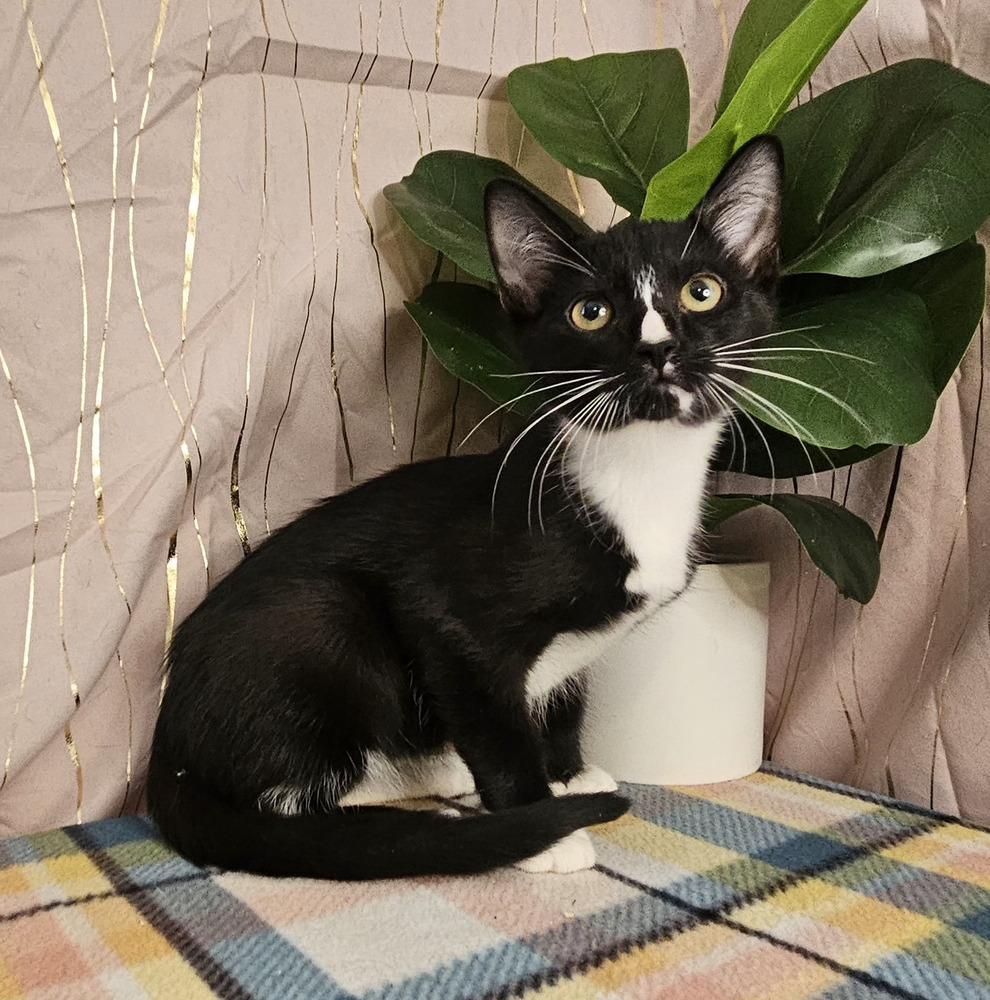 Florence, a Adoptable Domestic Short Hair in Long Beach, MS image 1/4