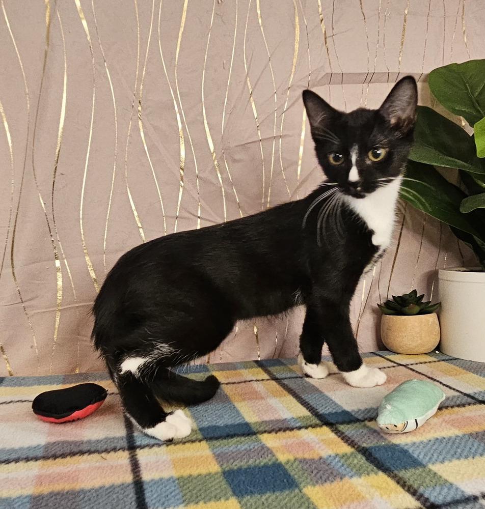 Florence, a Adoptable Domestic Short Hair in Long Beach, MS image 2/4