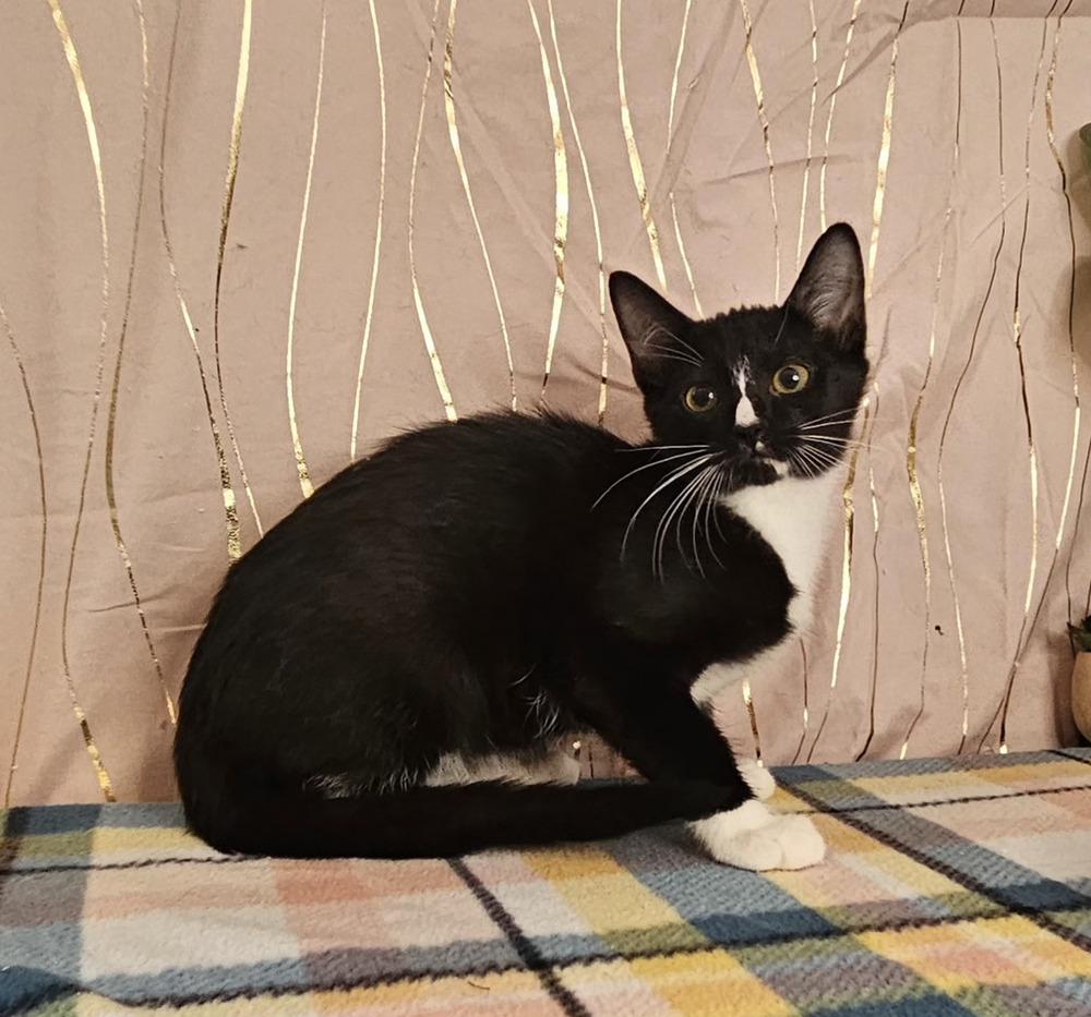 Florence, a Adoptable Domestic Short Hair in Long Beach, MS image 3/4