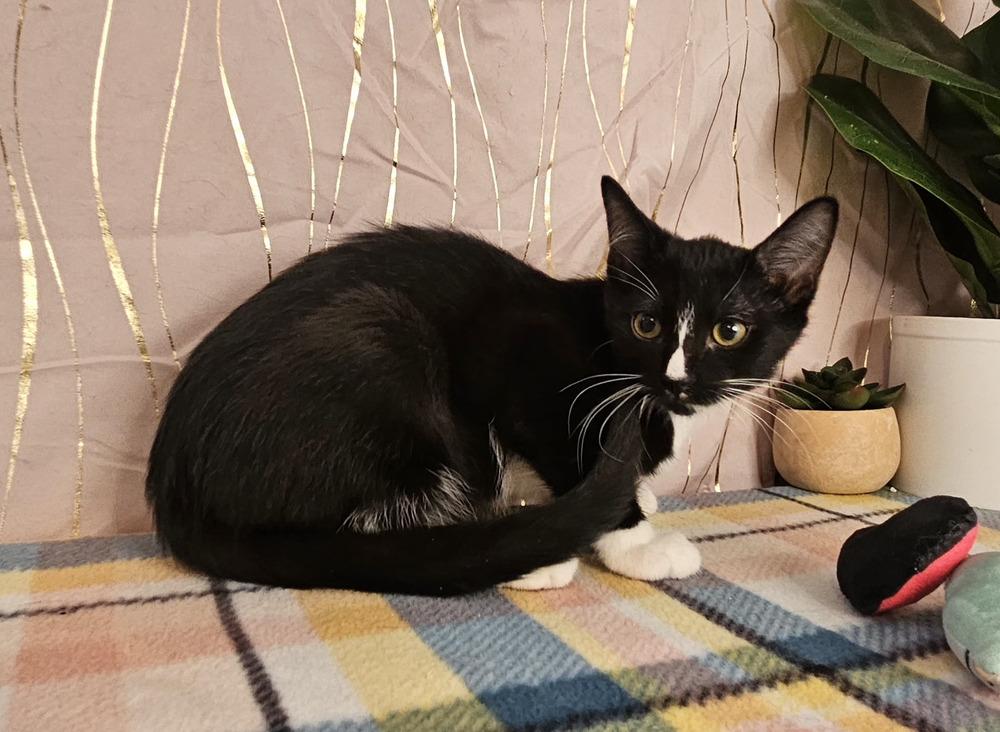 Florence, a Adoptable Domestic Short Hair in Long Beach, MS image 4/4