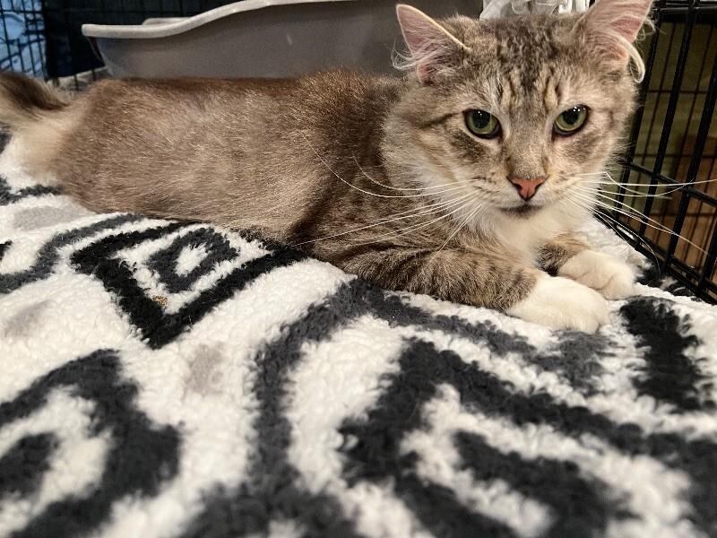 Sebastian, a Adoptable Domestic Long Hair in Colmar, PA image 5/5