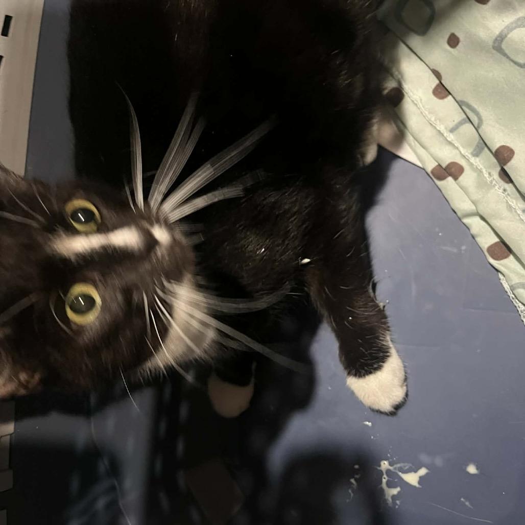 Ruby, a Adoptable Domestic Short Hair in Pasadena , MD image 2/2