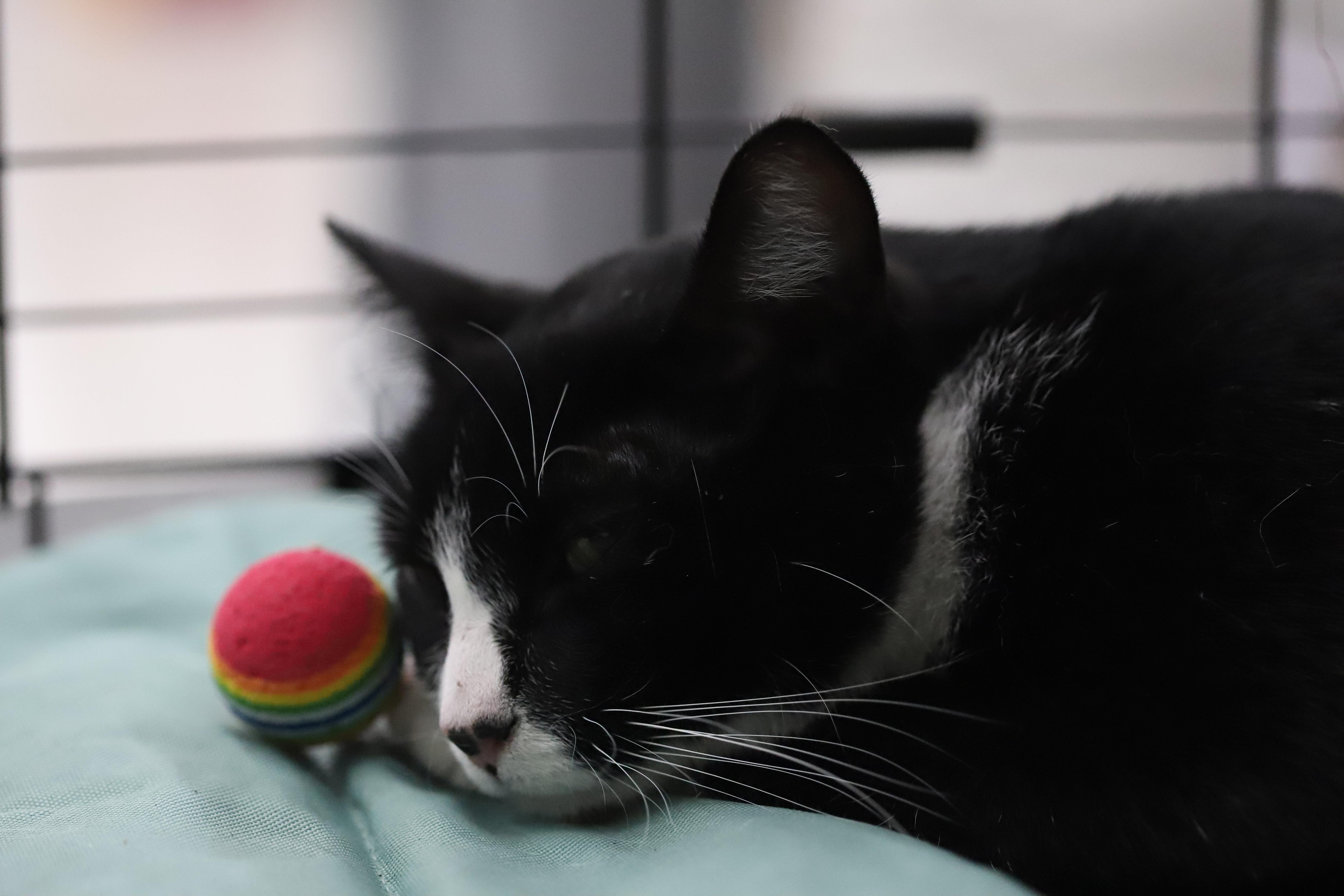 Carl, a Adoptable Tuxedo in South San Francisco, CA image 2/6