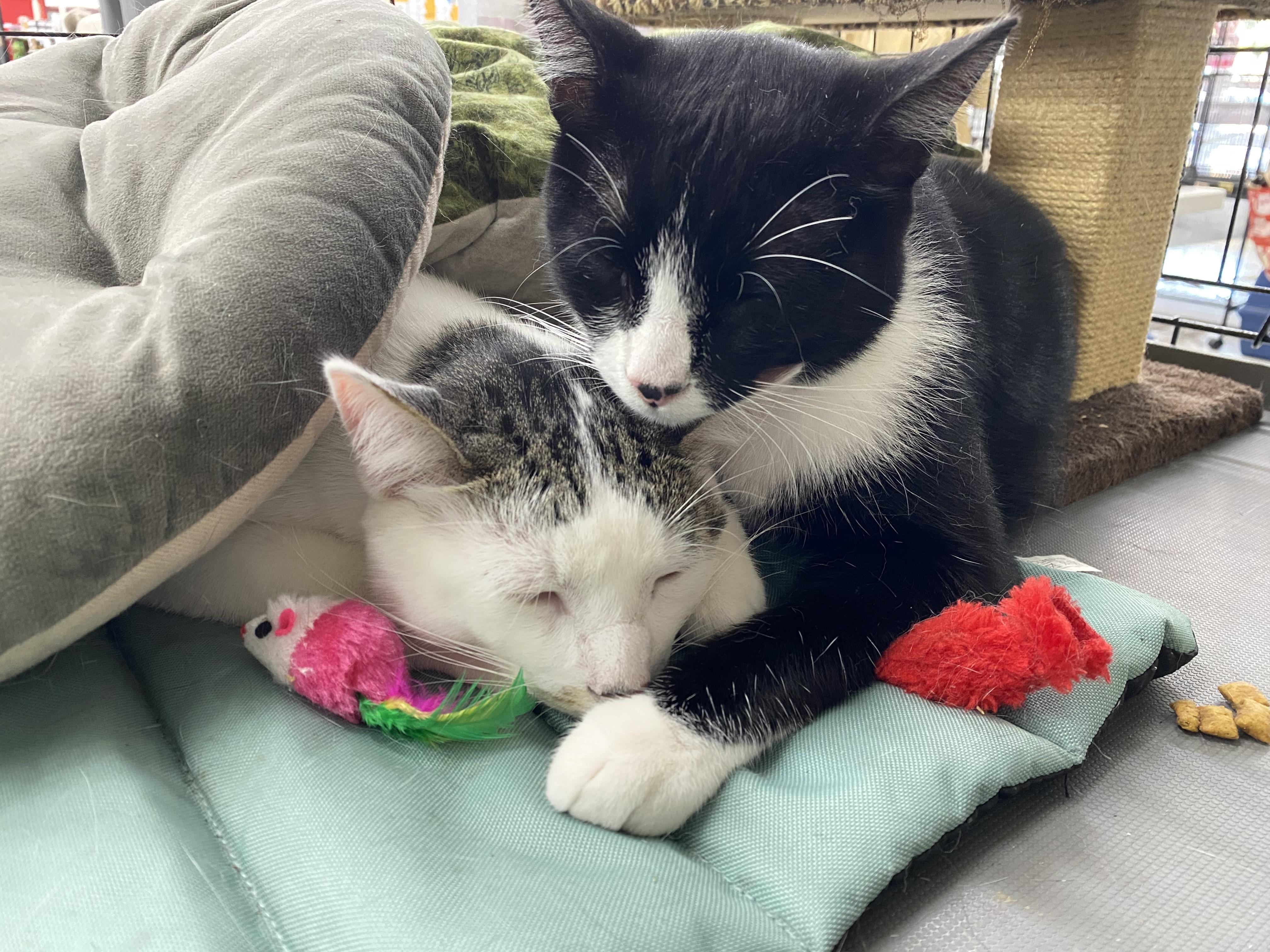 Carl, a Adoptable Tuxedo in South San Francisco, CA image 5/6