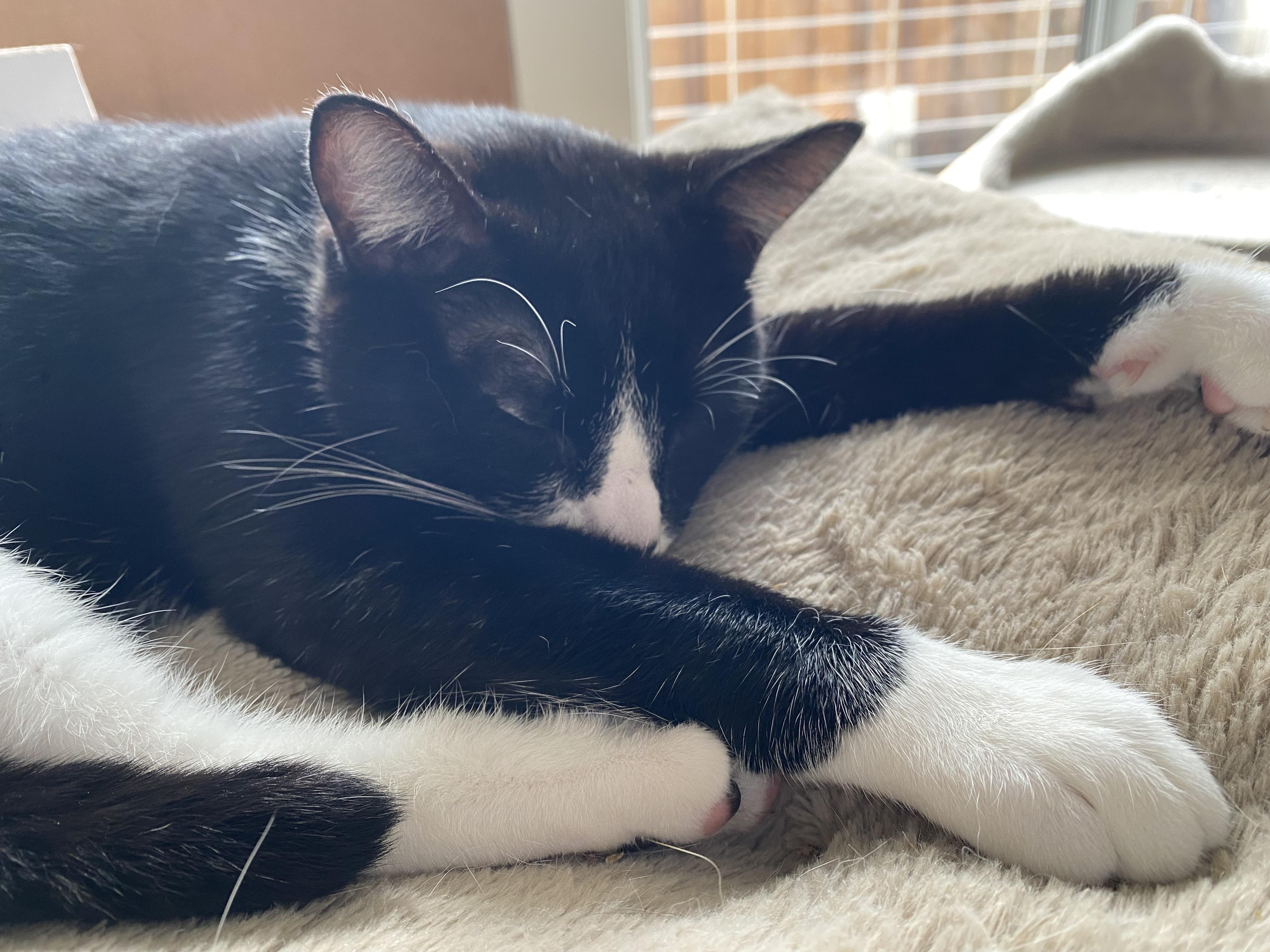 Carl, a Adoptable Tuxedo in South San Francisco, CA image 2/6