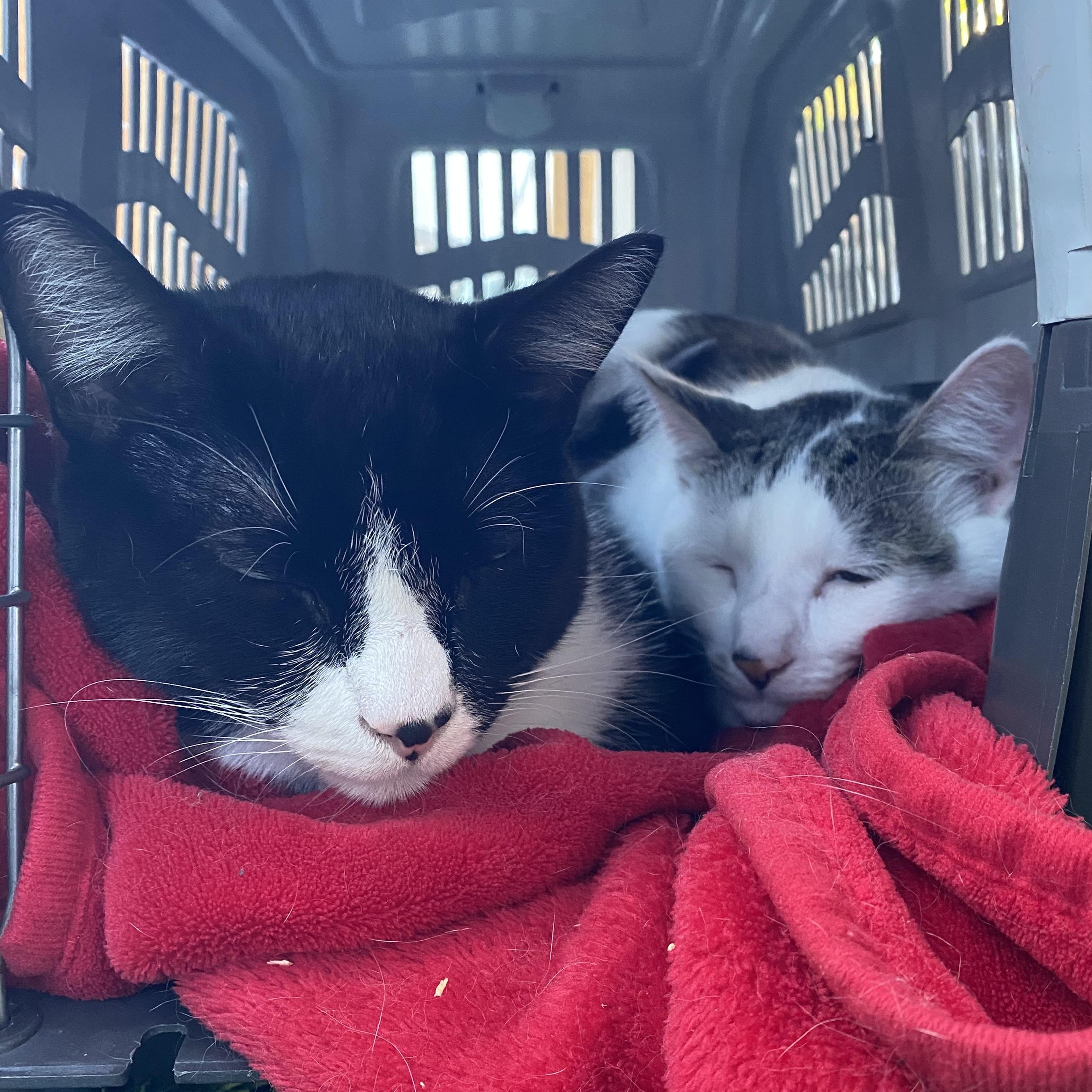 Carl, a Adoptable Tuxedo in South San Francisco, CA image 6/6