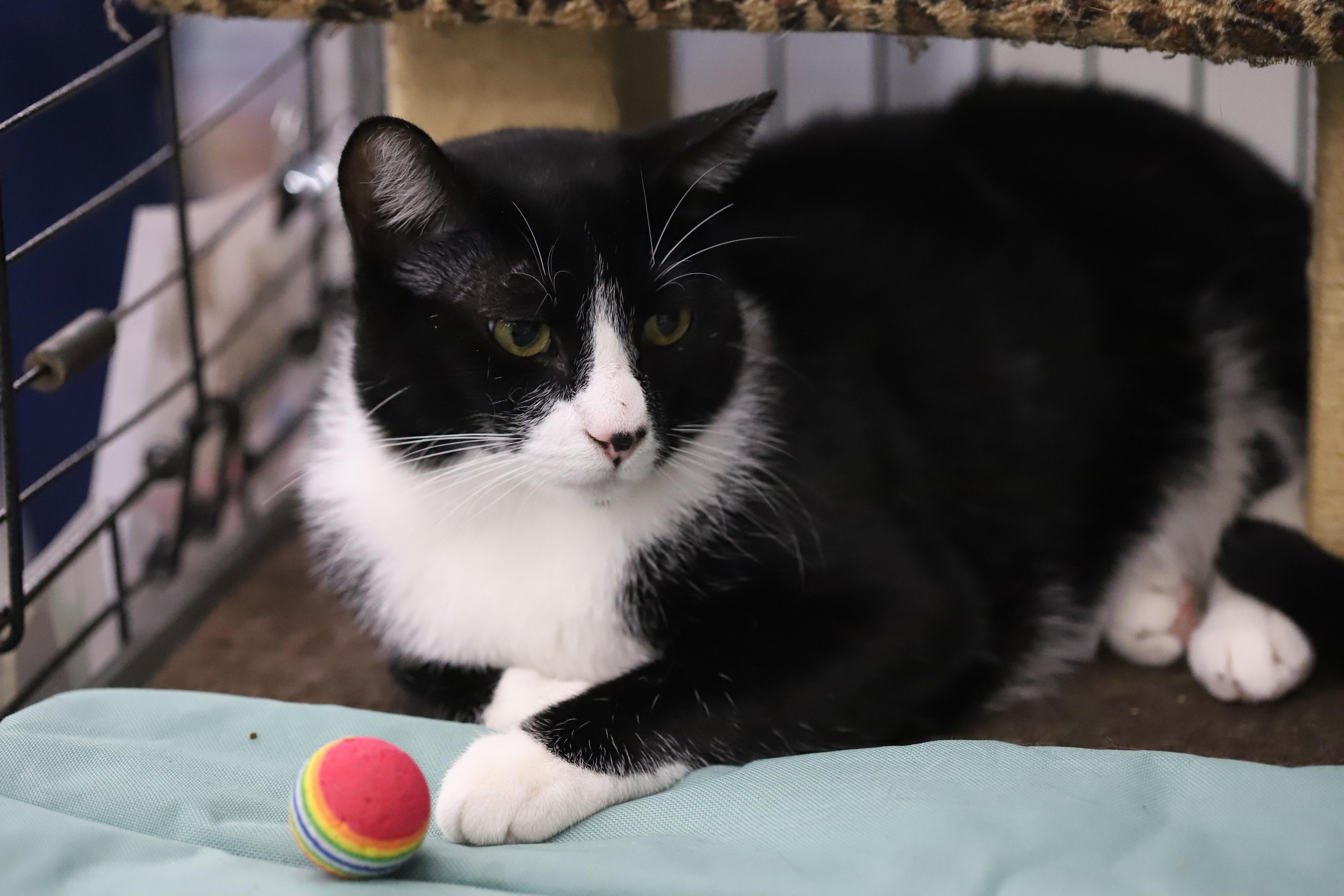 Carl, a Adoptable Tuxedo in South San Francisco, CA image 1/6