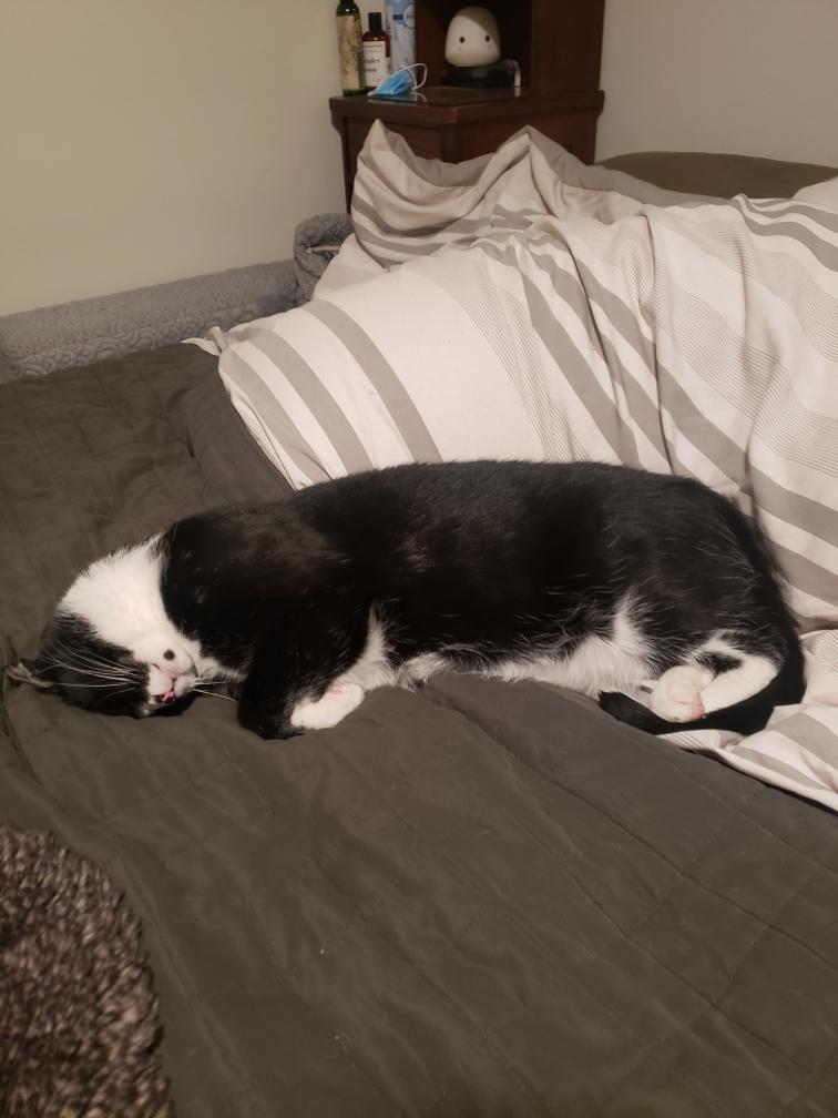 Carl, a Adoptable Tuxedo in South San Francisco, CA image 4/6