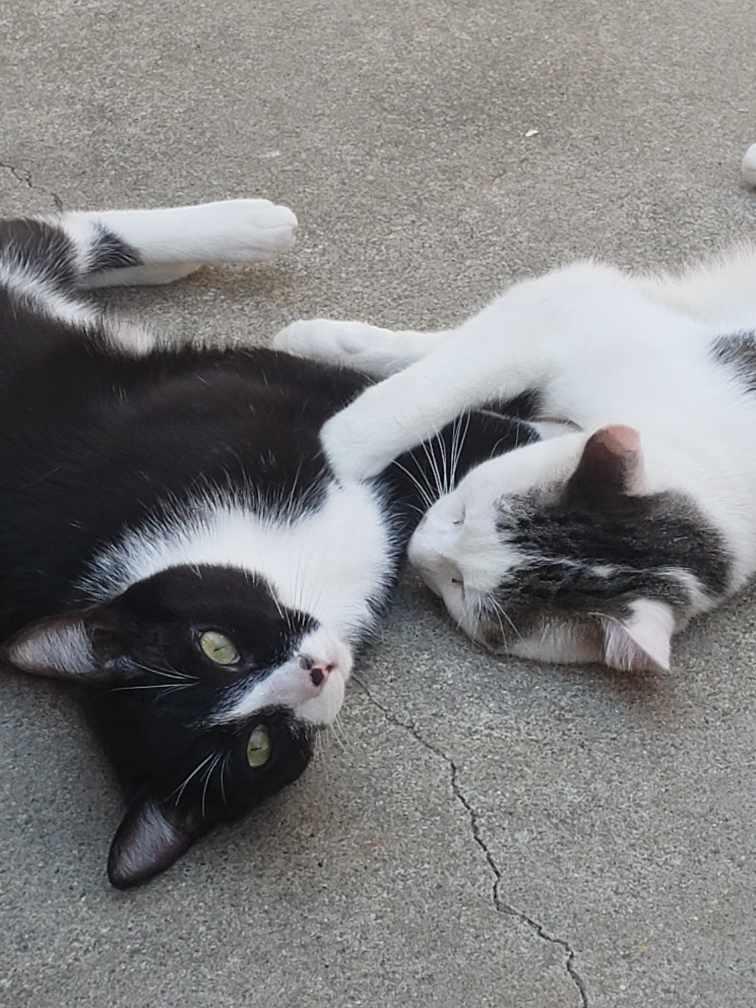 Carl, a Adoptable Tuxedo in South San Francisco, CA image 3/6