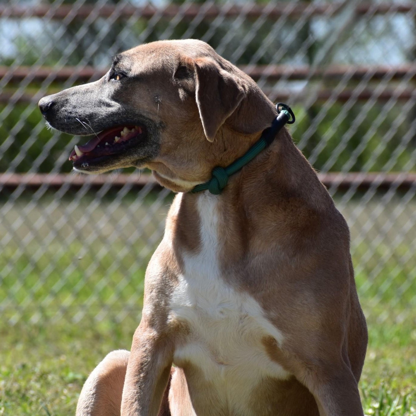Enlarge Harper, a Adoptable mixed breed in Henniker, NH image 5/5