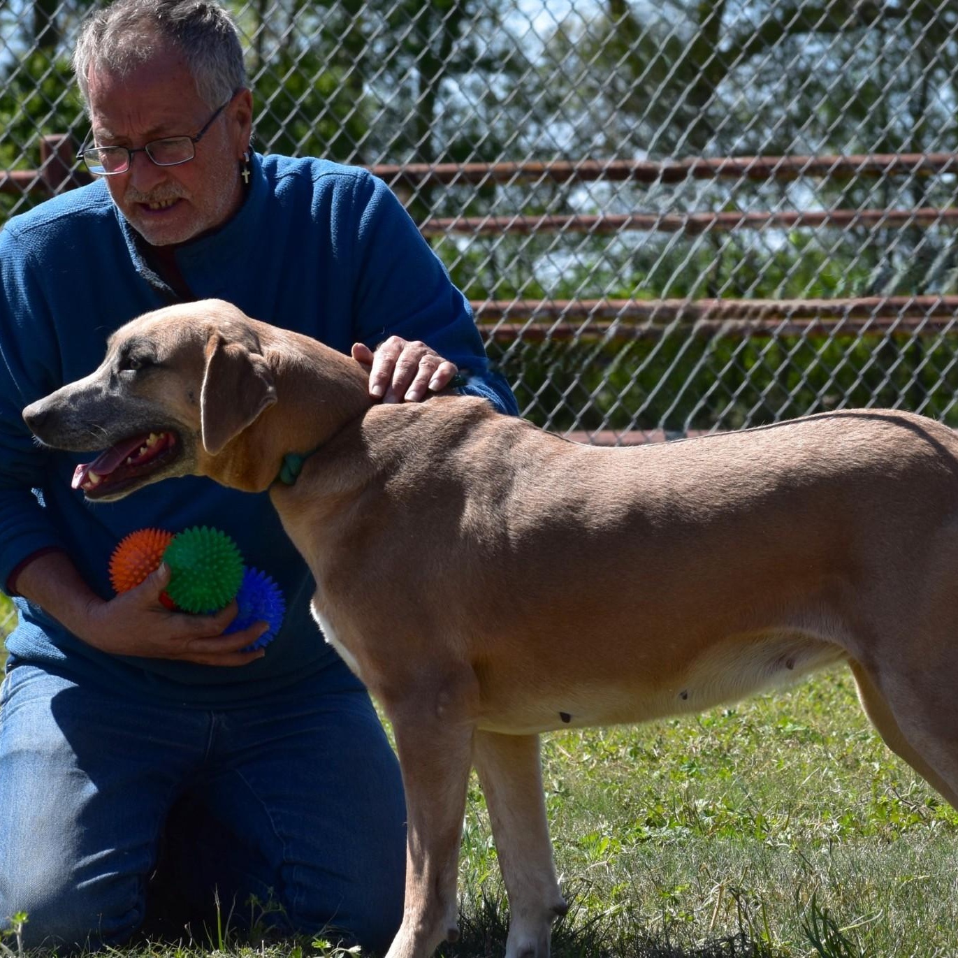 Enlarge Harper, a Adoptable mixed breed in Henniker, NH image 3/5