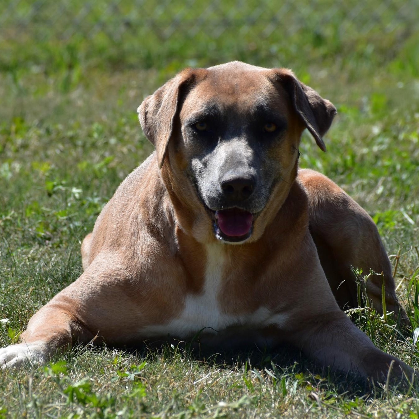 Enlarge Harper, a Adoptable mixed breed in Henniker, NH image 4/5