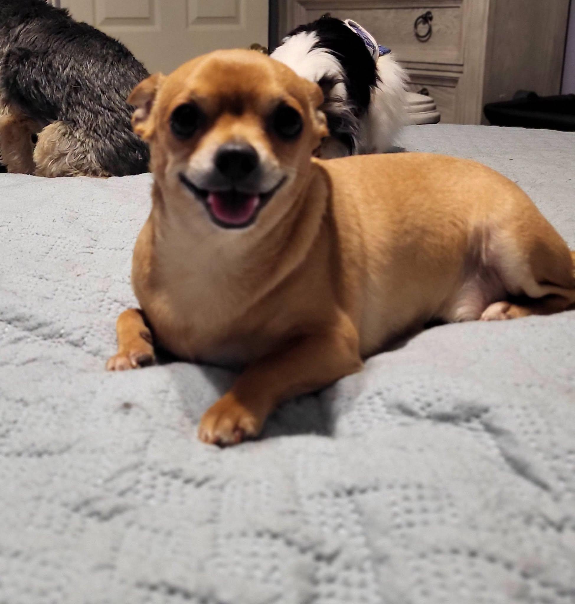 Enlarge Razor, a Adoptable Chihuahua in Salisbury, NC image 3/4