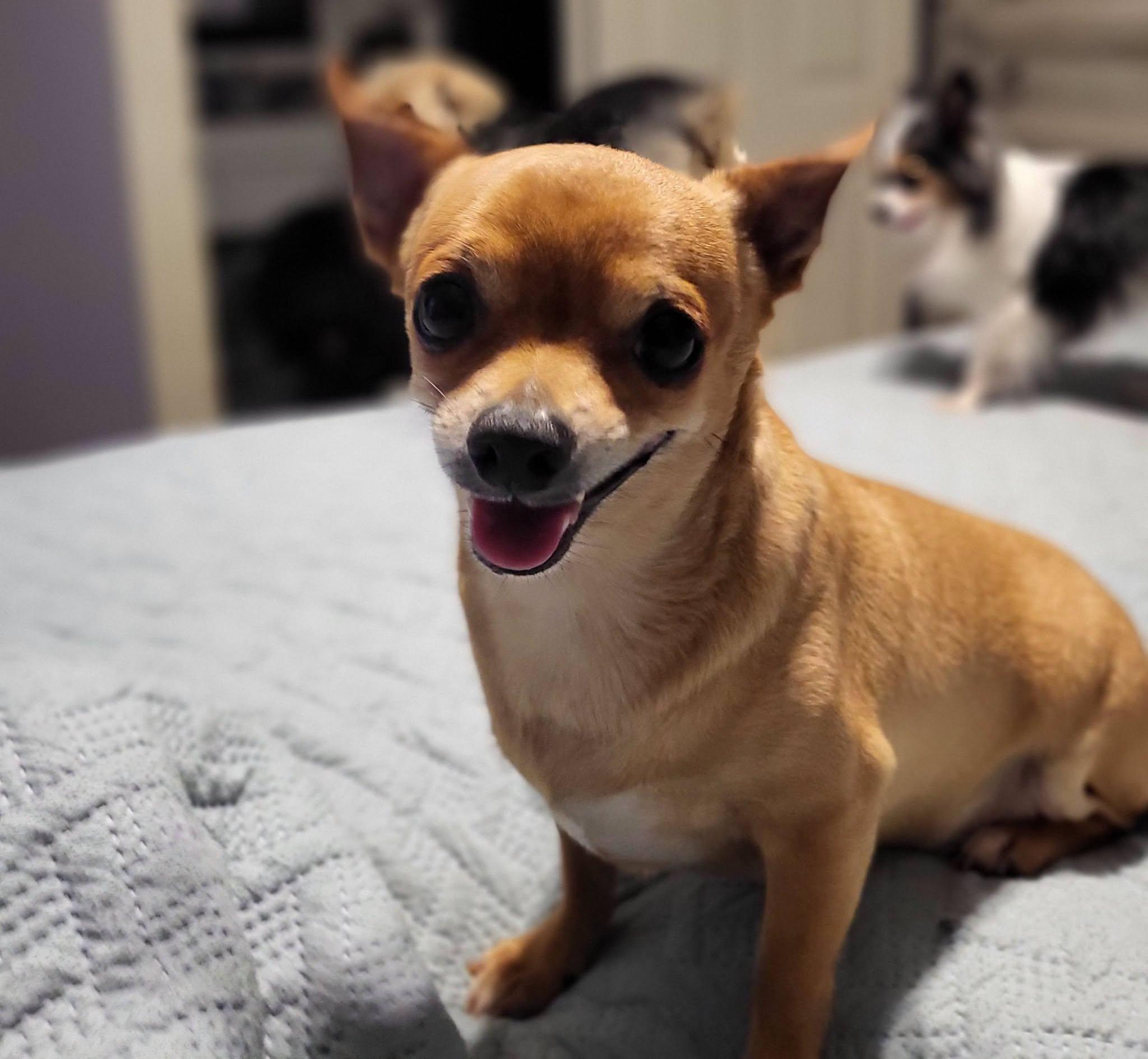 Enlarge Razor, a Adoptable Chihuahua in Salisbury, NC image 2/4