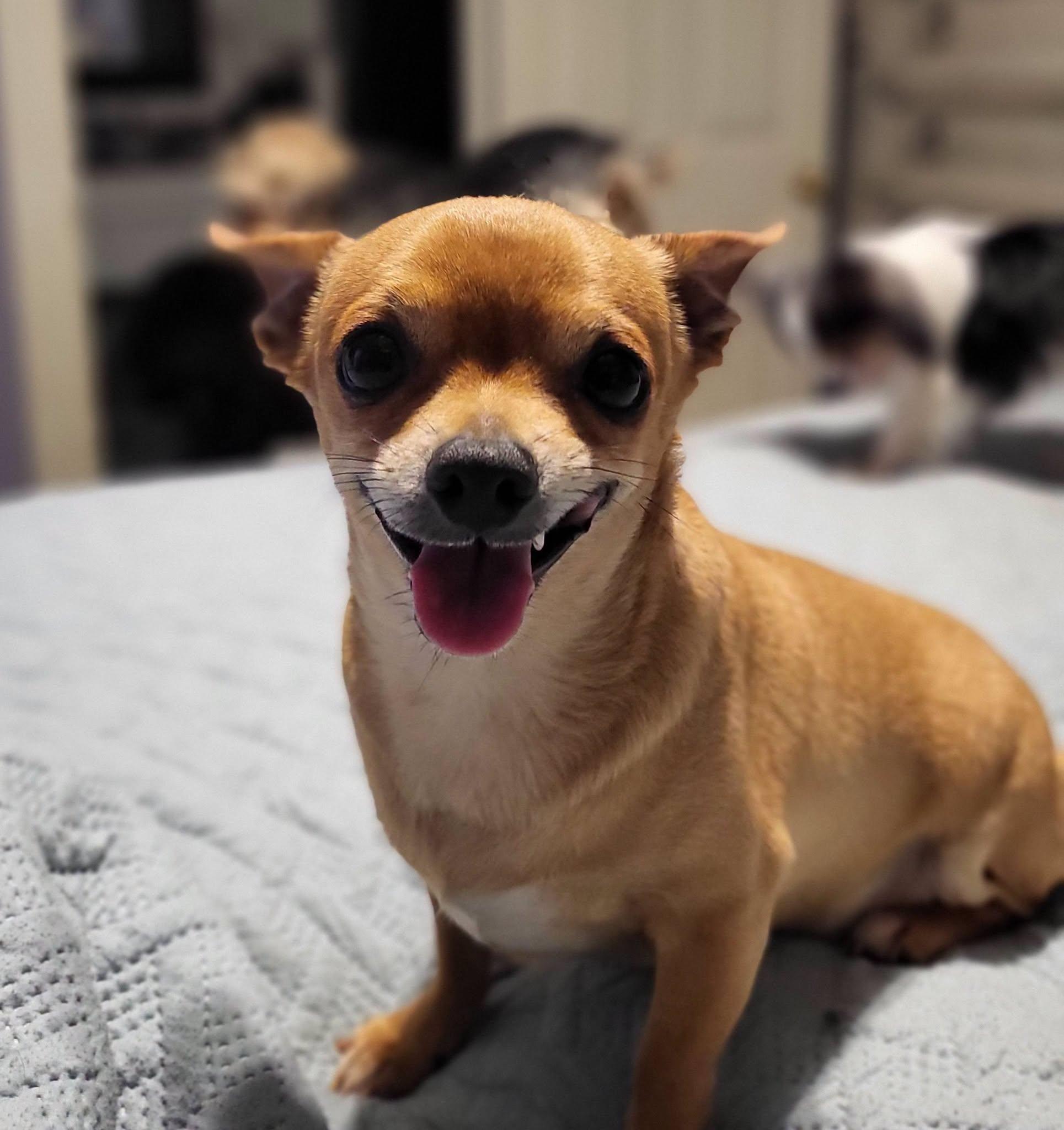 Razor, Adoptable, Young Male Chihuahua.