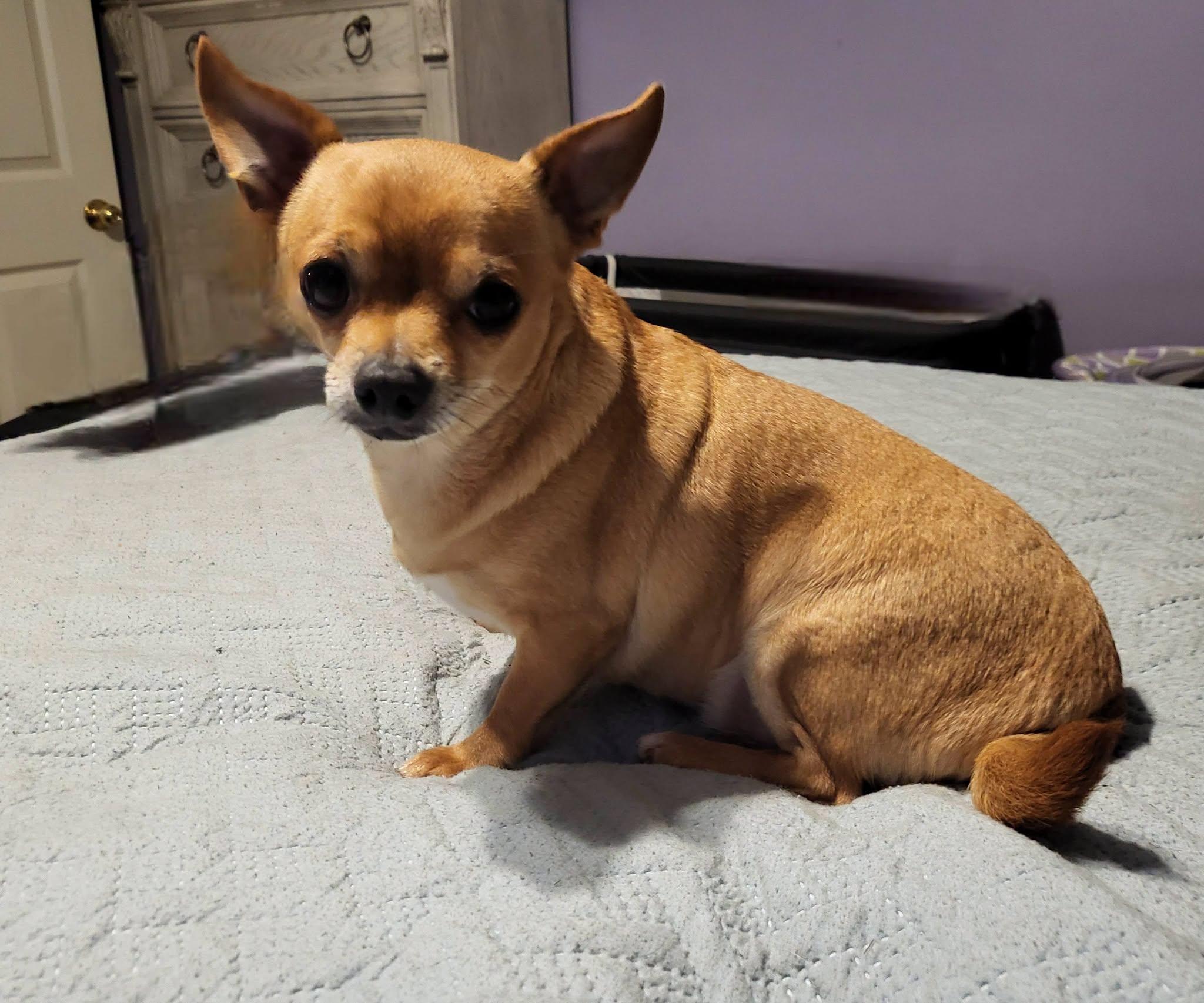 Enlarge Razor, a Adoptable Chihuahua in Salisbury, NC image 4/4