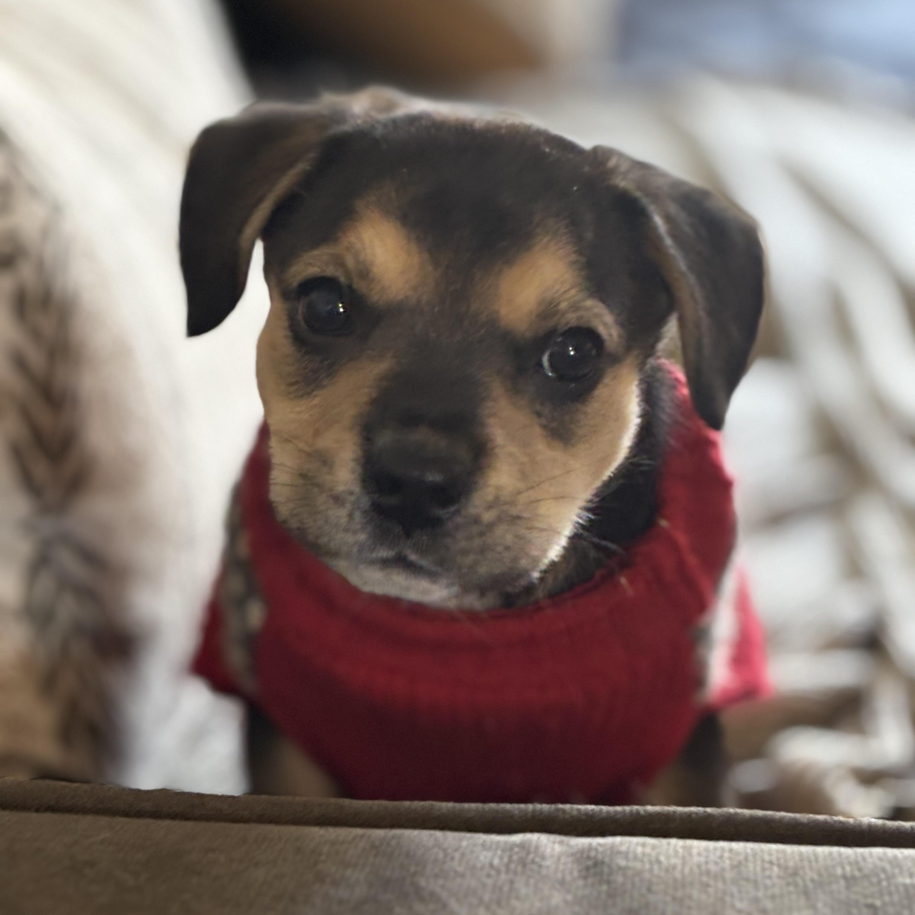 Enlarge Travis Barker, an adopted mixed breed in Seal Beach, CA image 5/6