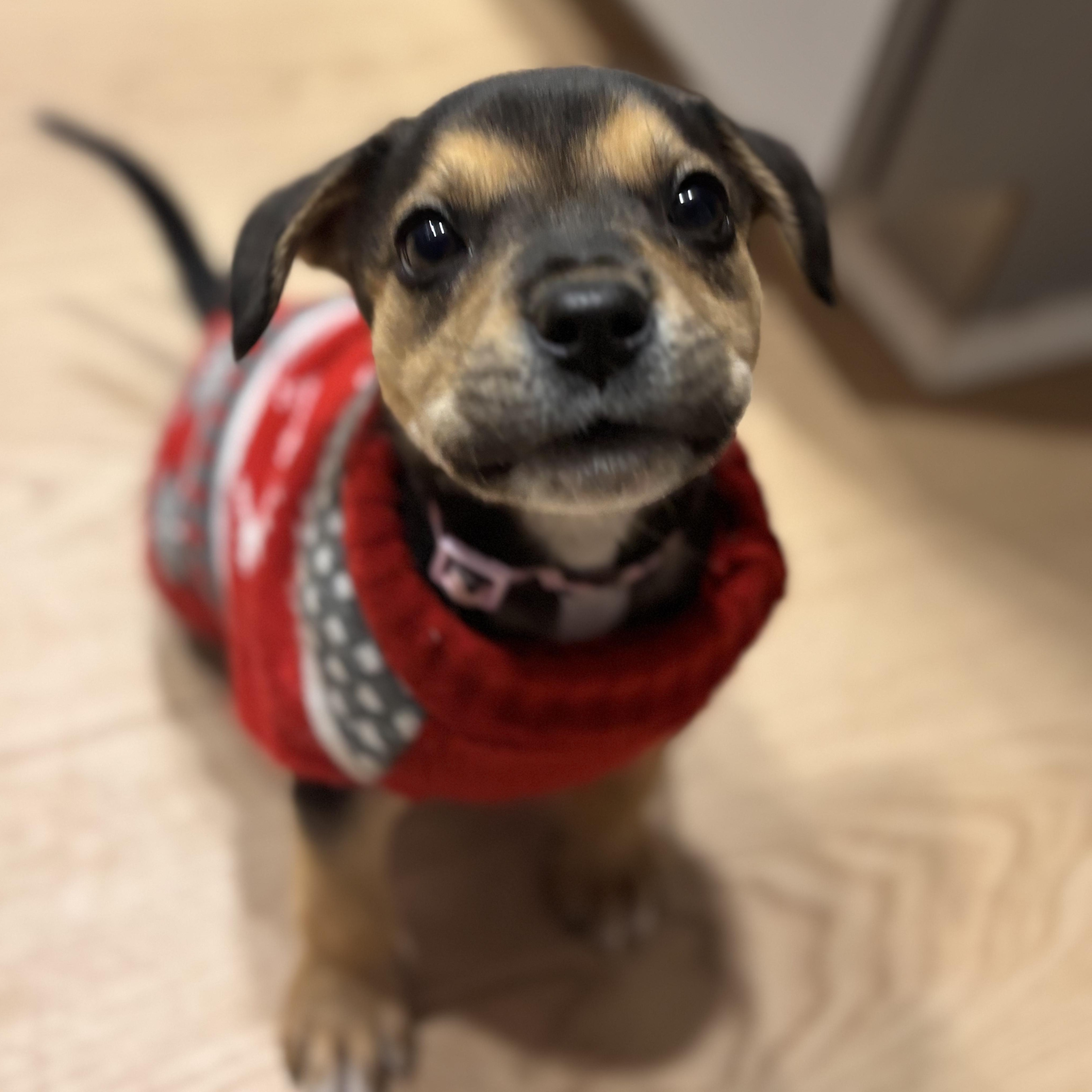 Enlarge Travis Barker, an adopted mixed breed in Seal Beach, CA image 3/6