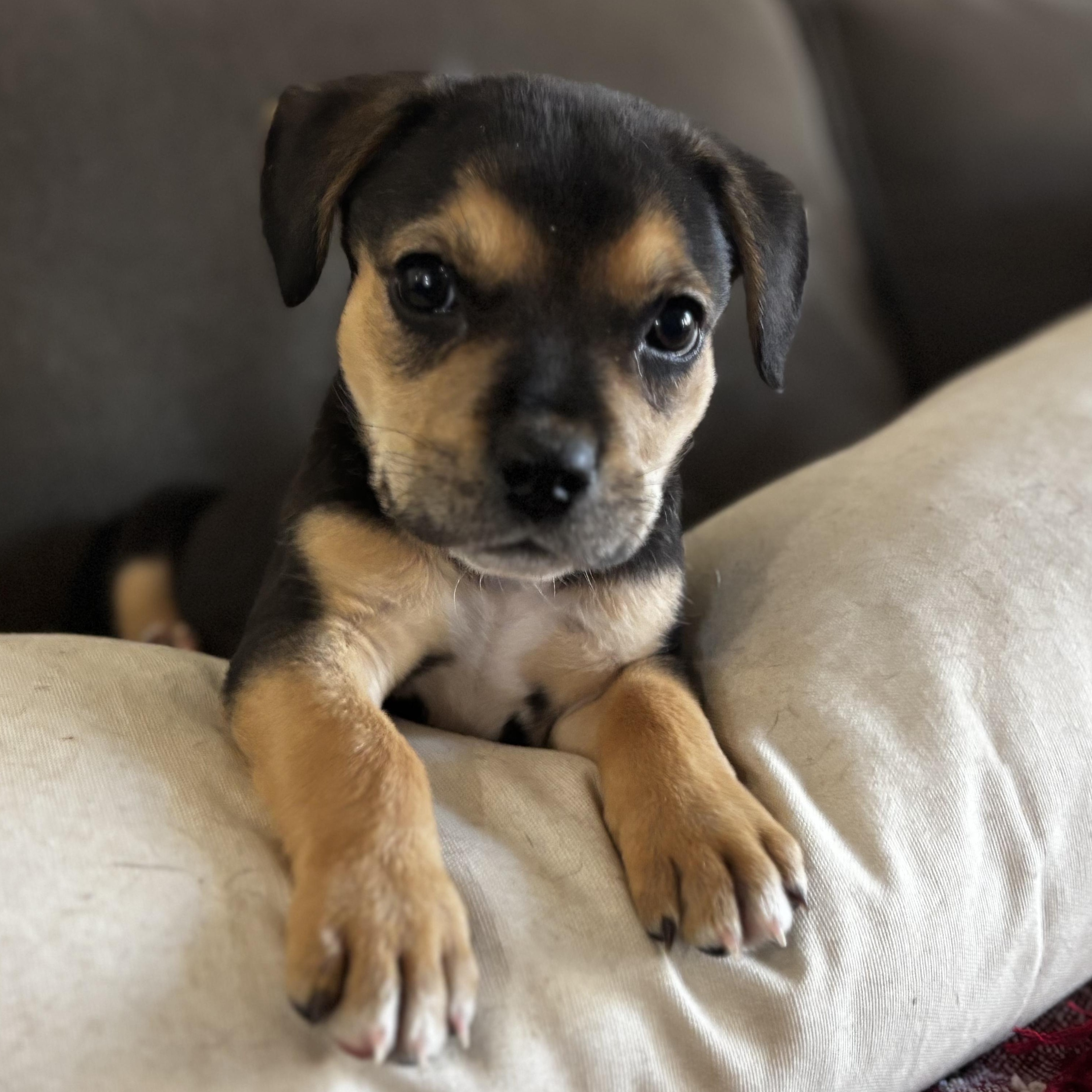 Enlarge Travis Barker, an adopted mixed breed in Seal Beach, CA image 4/6