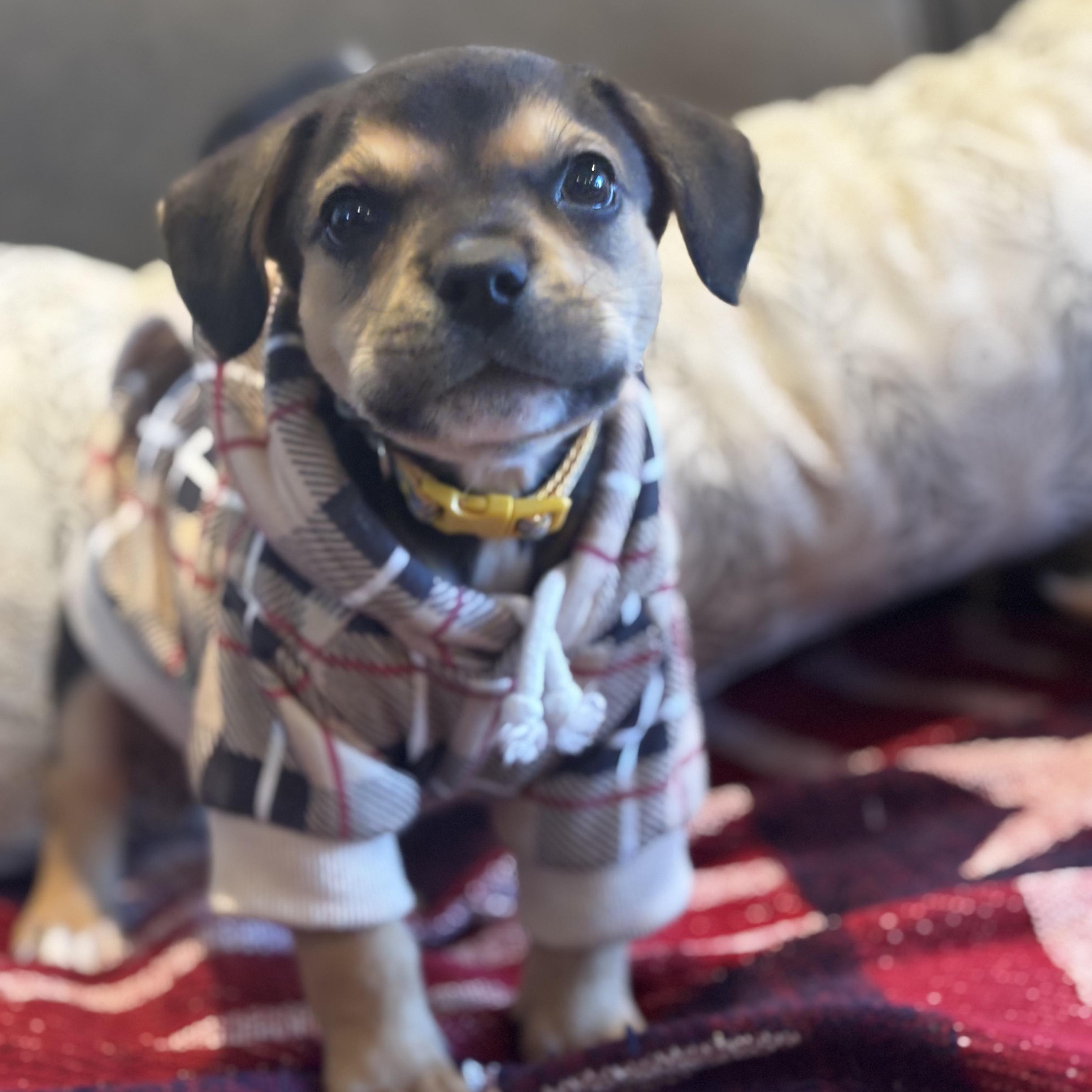 Enlarge Travis Barker, an adopted mixed breed in Seal Beach, CA image 1/6